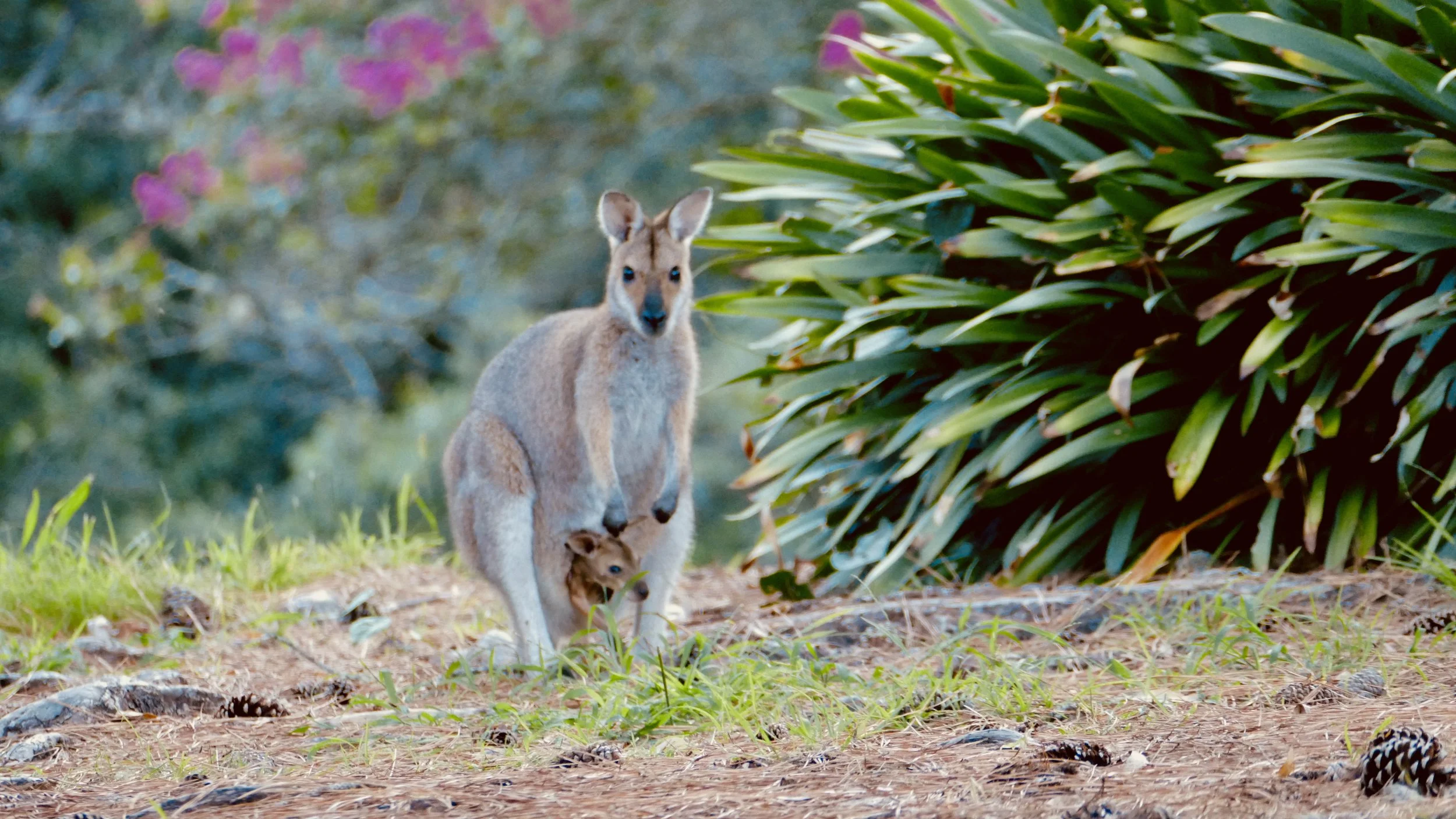 A kangaroo with a joey in its pouch walking on dirt with green plants and pink flowers in the background.