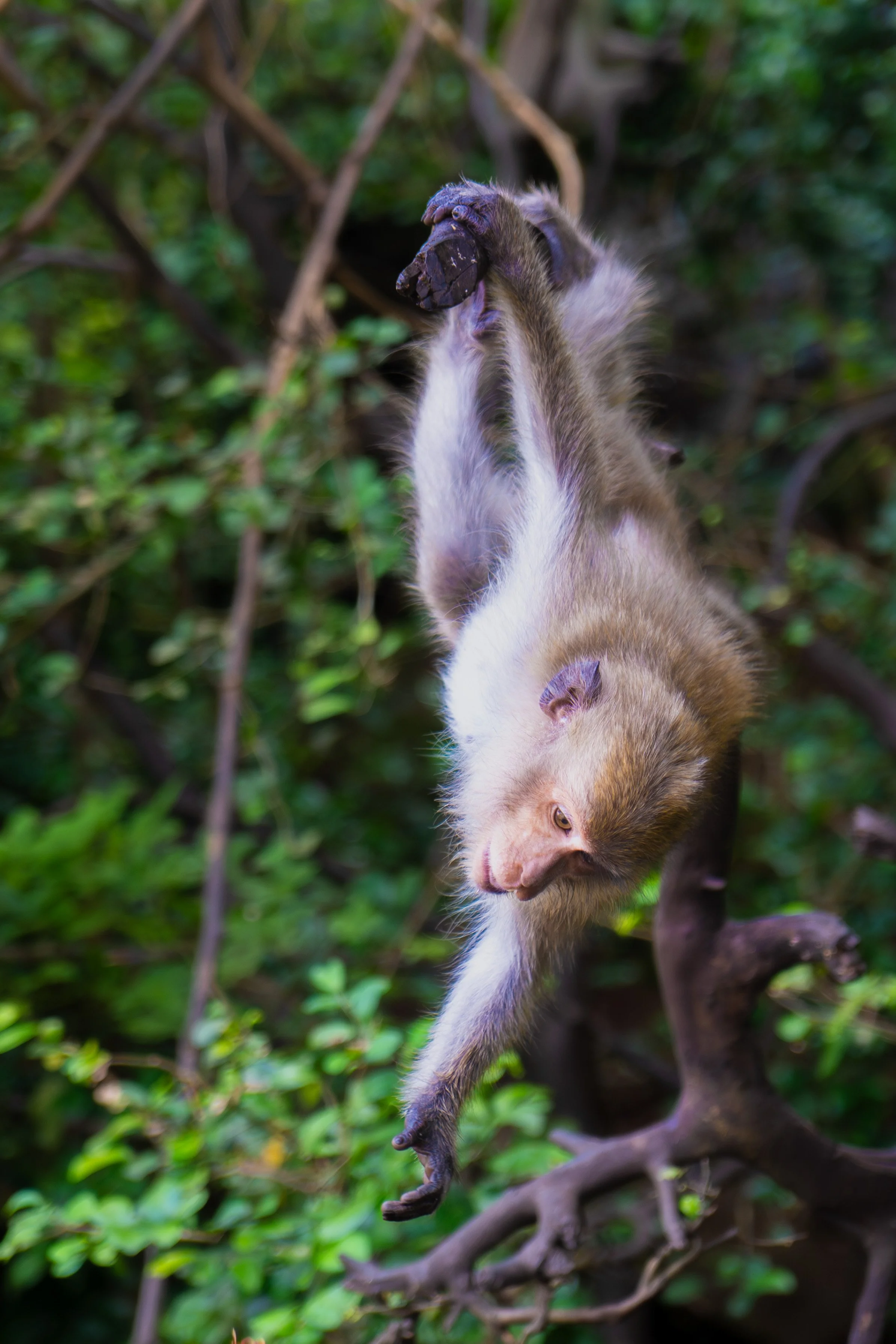 A monkey hanging from a tree branch in a lush green forest.
