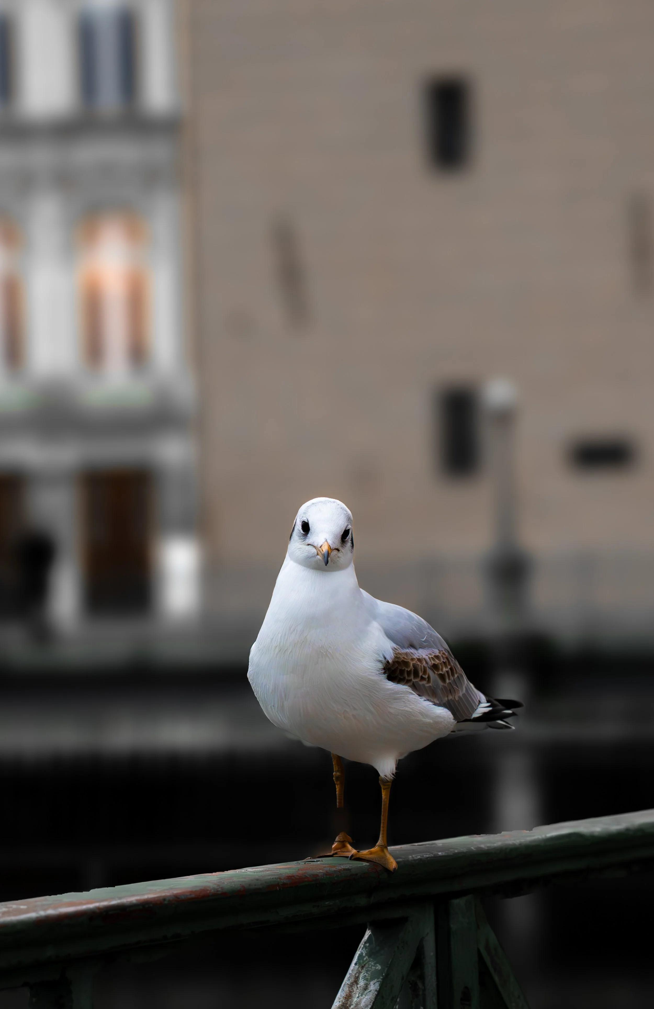 A seagull standing on a rail with a blurred cityscape background.