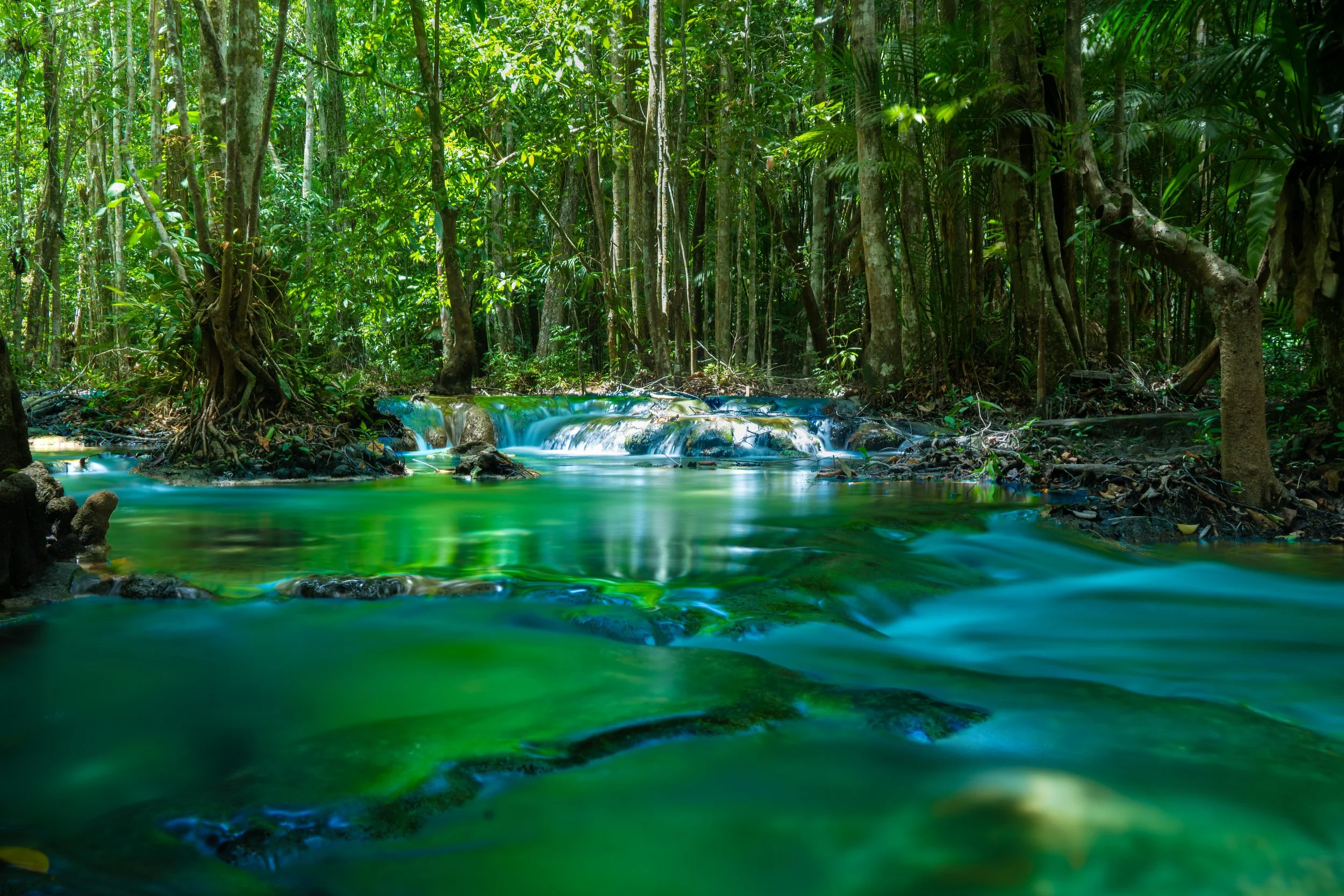A serene tropical rainforest with a small waterfall flowing into a clear, greenish river surrounded by lush trees and foliage.