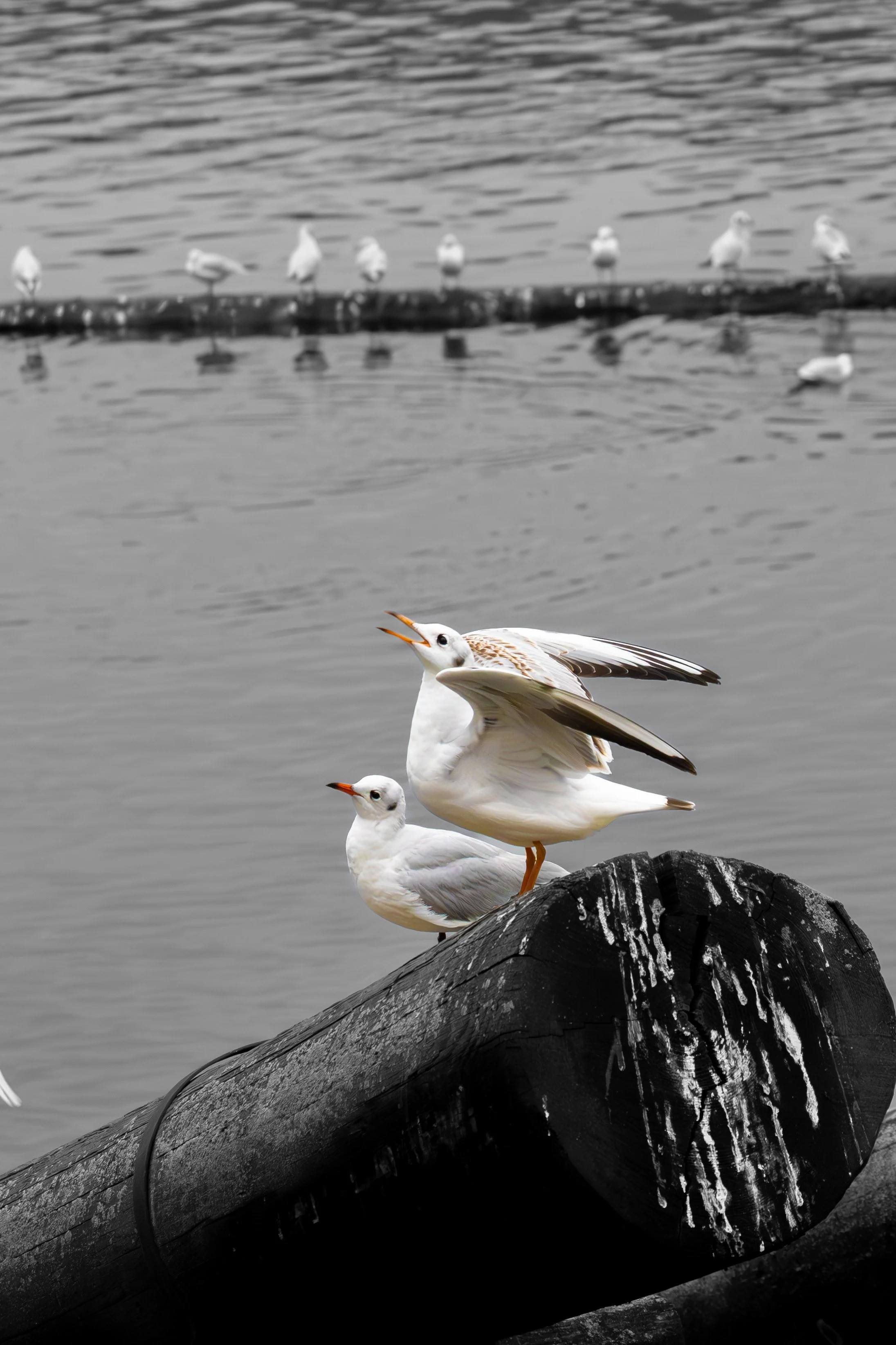 Two seagulls sit on a large black log by the water, with one bird appearing to call out with its beak open. In the background, several more seagulls are perched along a log in the water, with the scene predominantly in black and white and the birds i