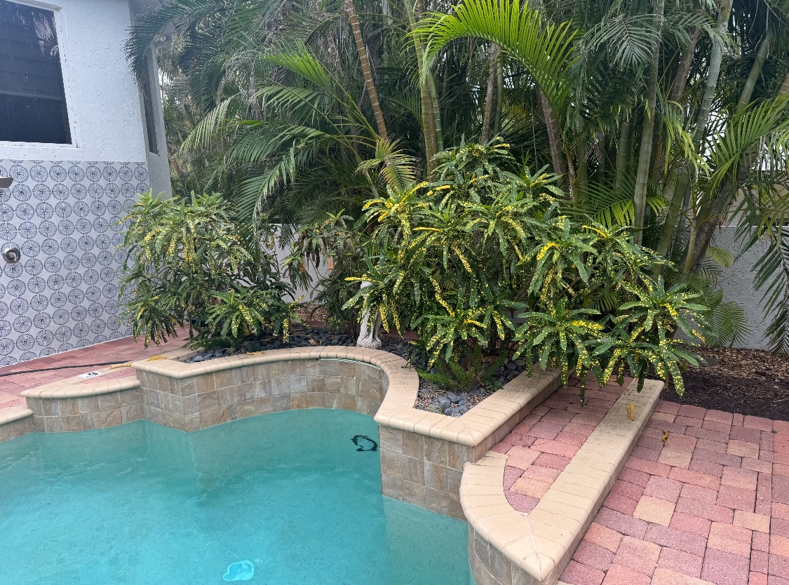Swimming pool with tiled edges surrounded by lush green tropical plants and palm trees, adjacent to a house with white exterior walls and patterned tiles.