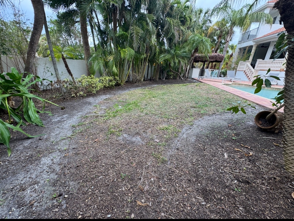Backyard with dirt and grass, surrounded by tropical plants and trees, with a pool and poolside furniture in the background.