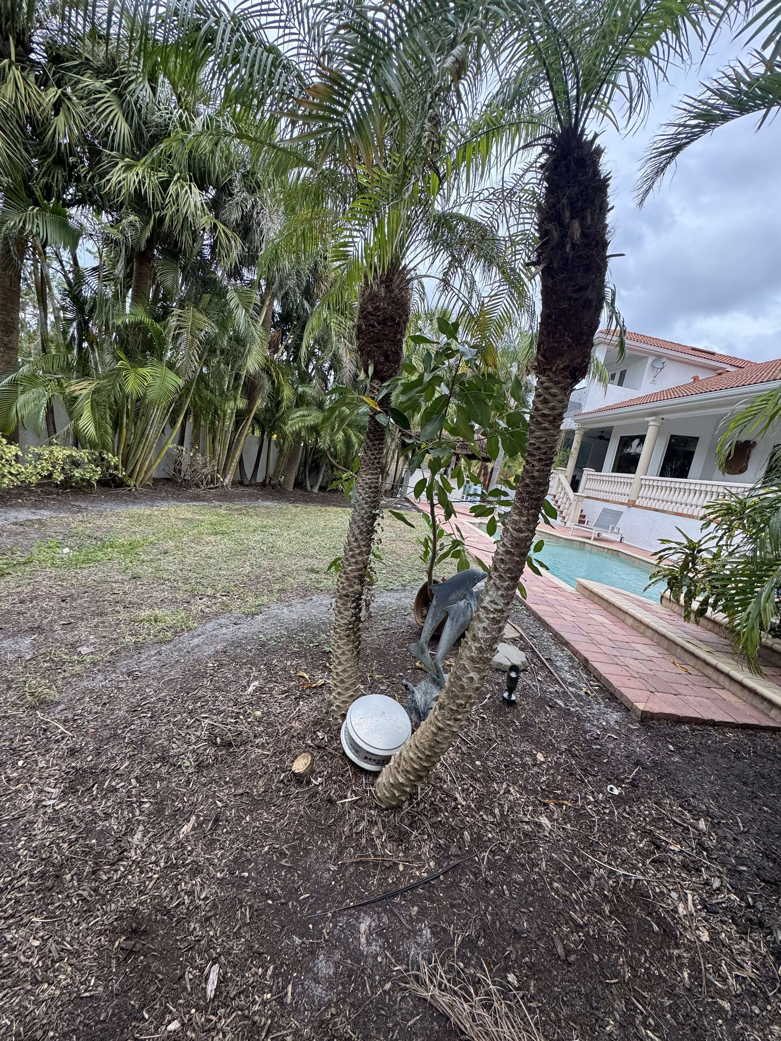 Backyard garden with palm trees, a statue, and outdoor lighting near a house with a swimming pool.