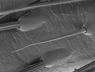 Tip-pore sensilla on P. tepidariorum leg