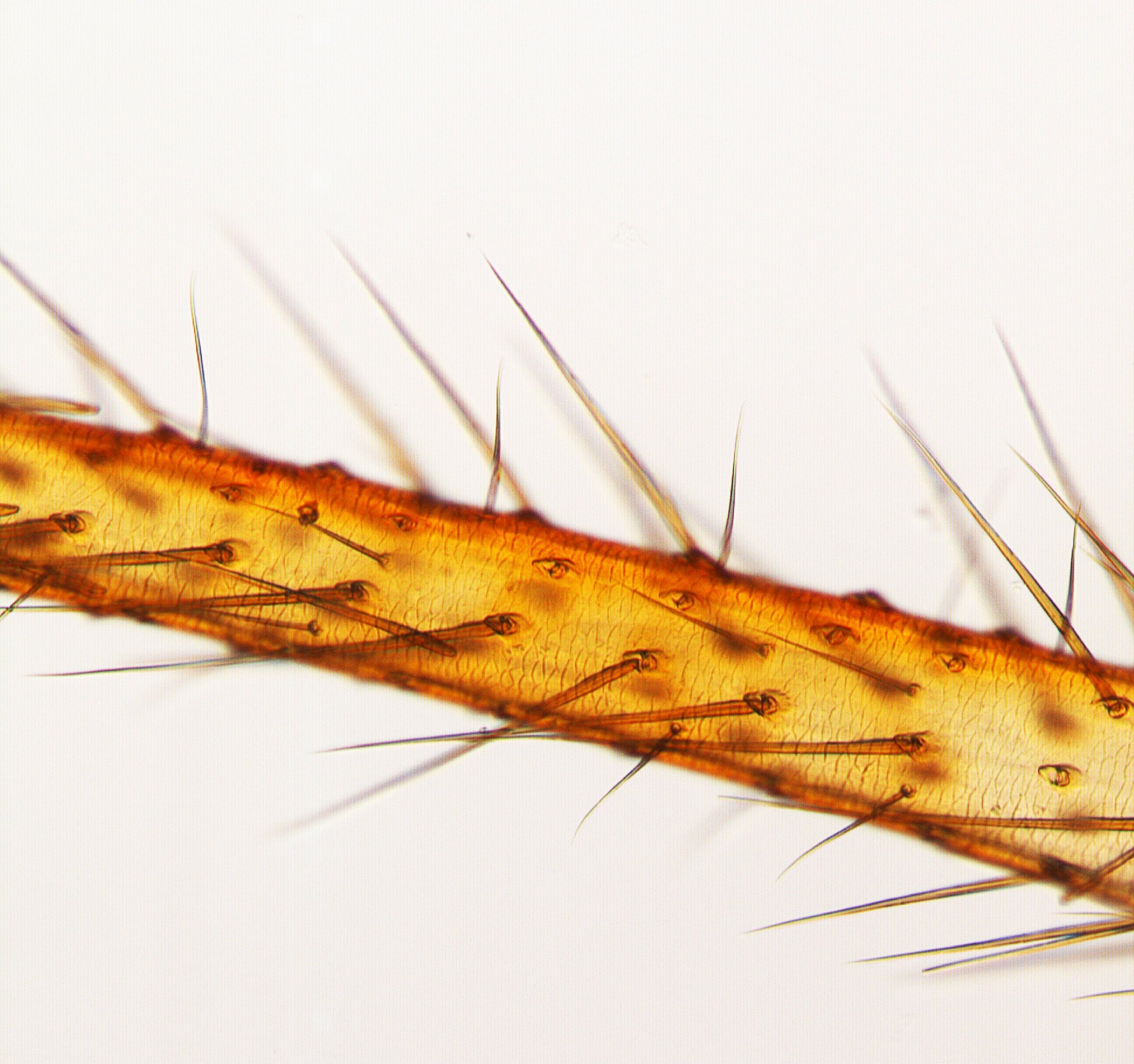 Sense organs on leg of P. tepidariorum larva 