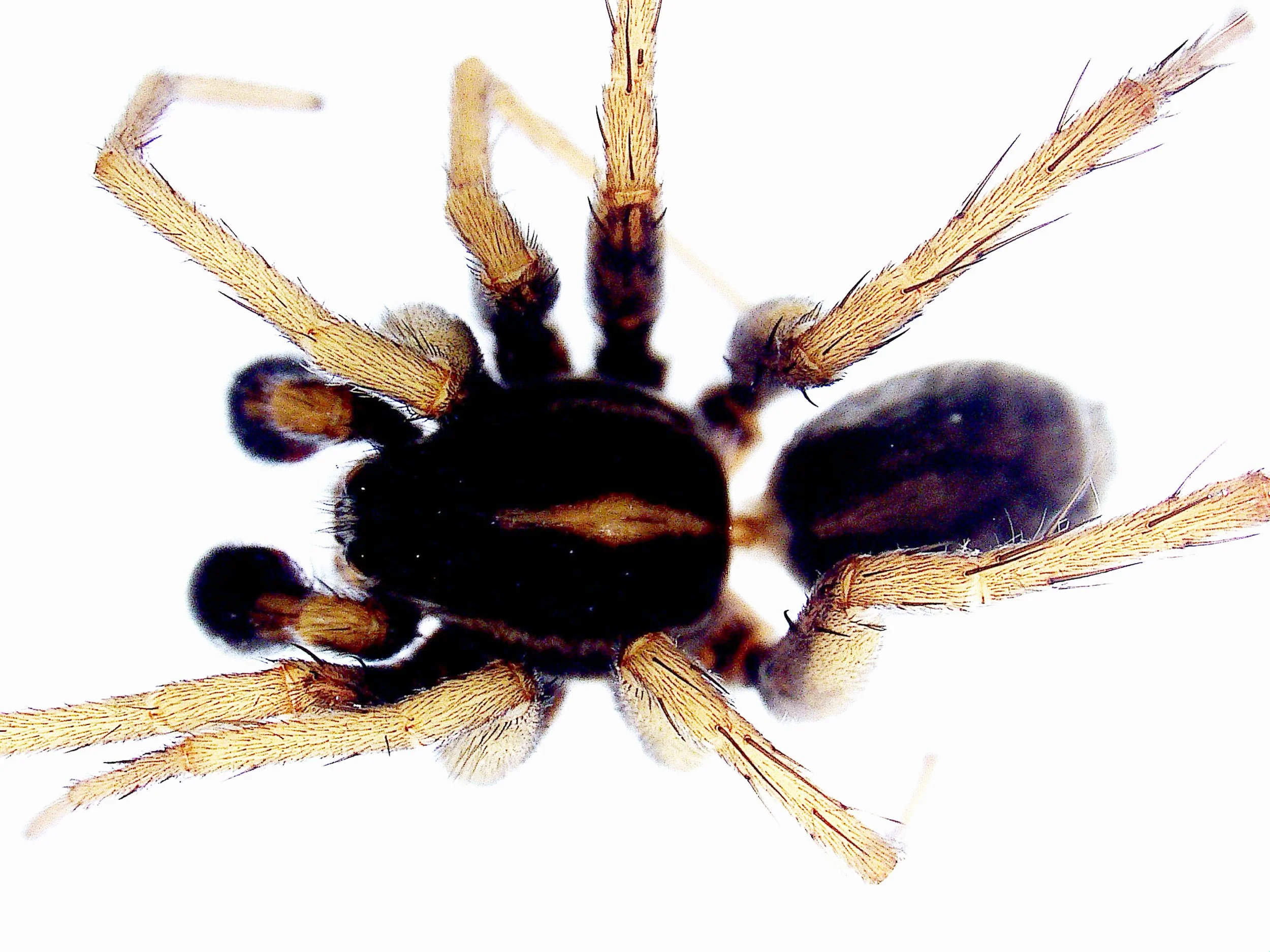 Pardosa palustris