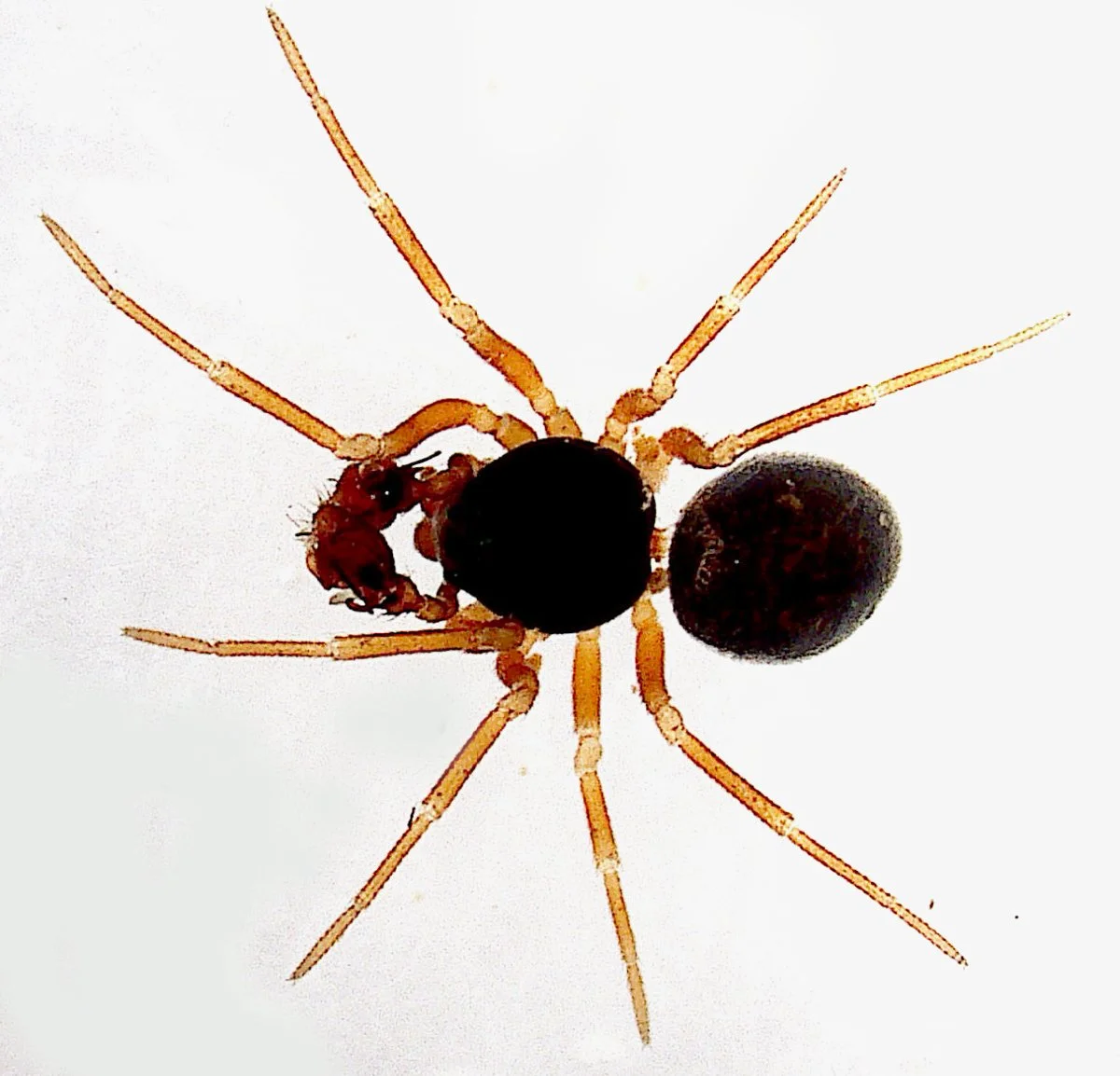 Cnephalocotes obscurus