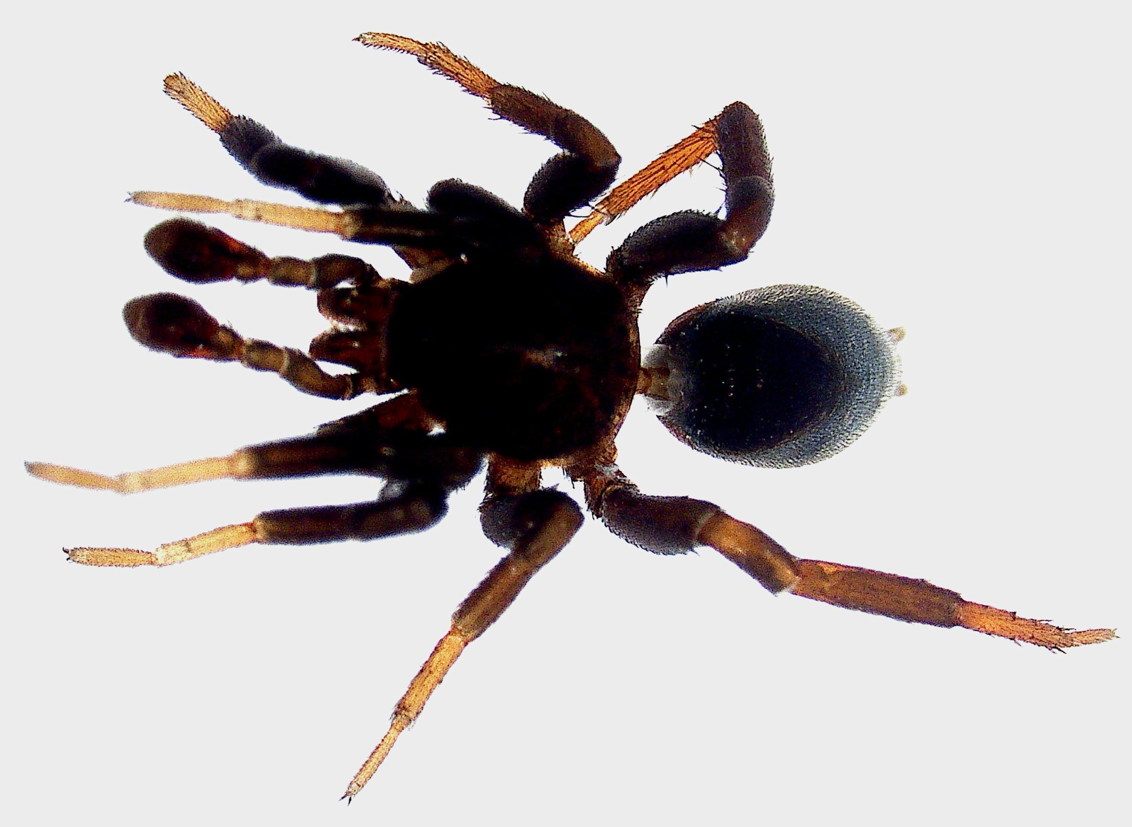Drassyllus pusillus