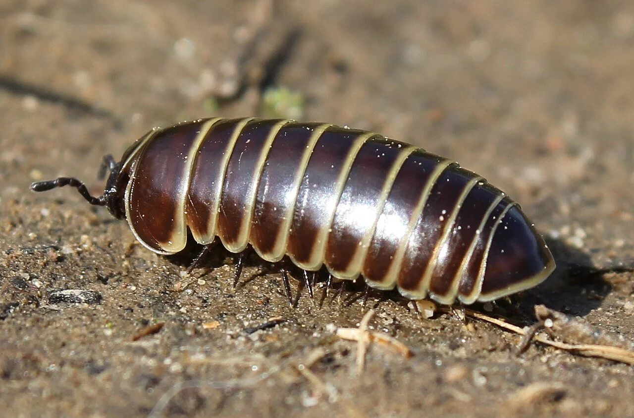 Glomeris marginata
| Photo: Stu's Images, via Wikimedia commons, CC BY-SA 3.0
