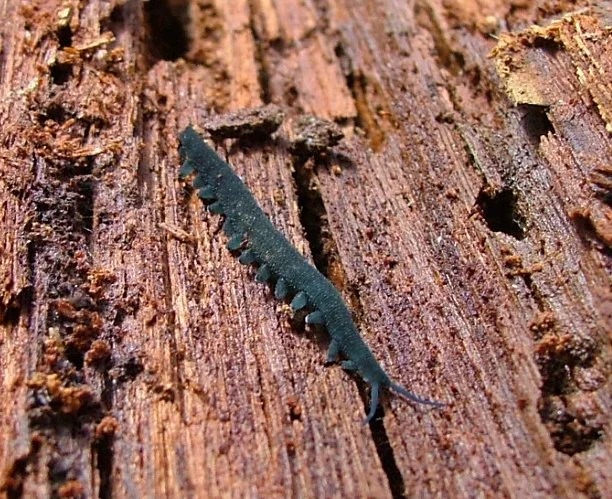 Euperipatoides kanangrensis
| Photo: Martin Smith,  via Wikimedia commons, CC BY-SA 3.0