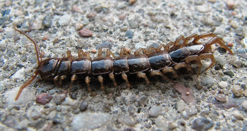 Lithobius forficatus
| Photo: Darkone, via Wikimedia commons, CC BY-SA 2.5