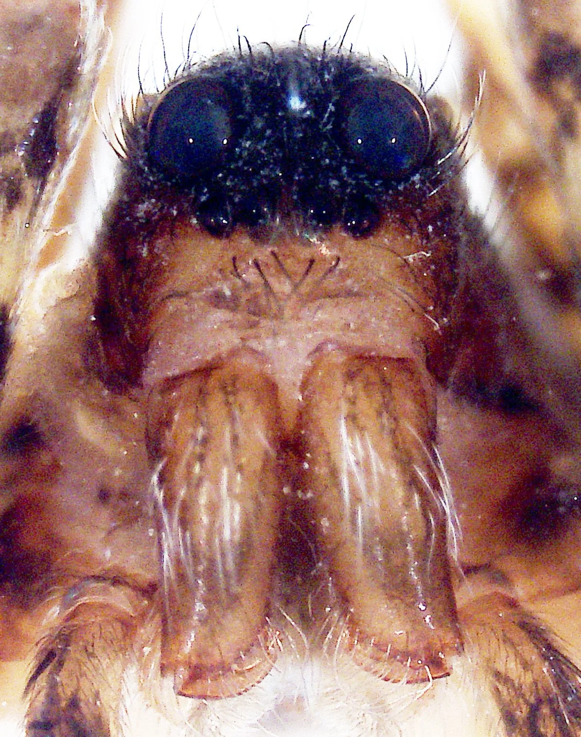 Pardosa prativaga 
| Photo: Angelika Stollewerk (own work)