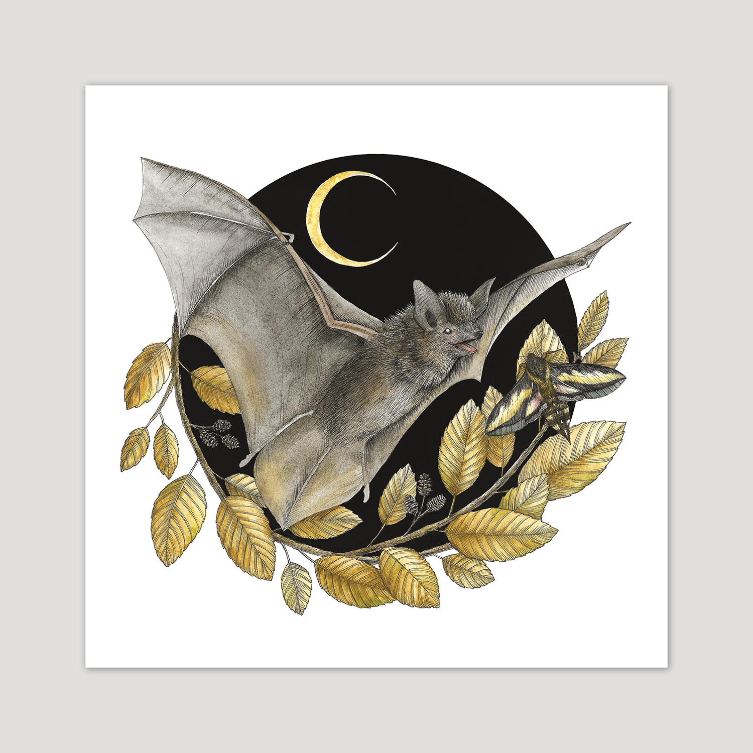 little-wild-bat-and-moth.png