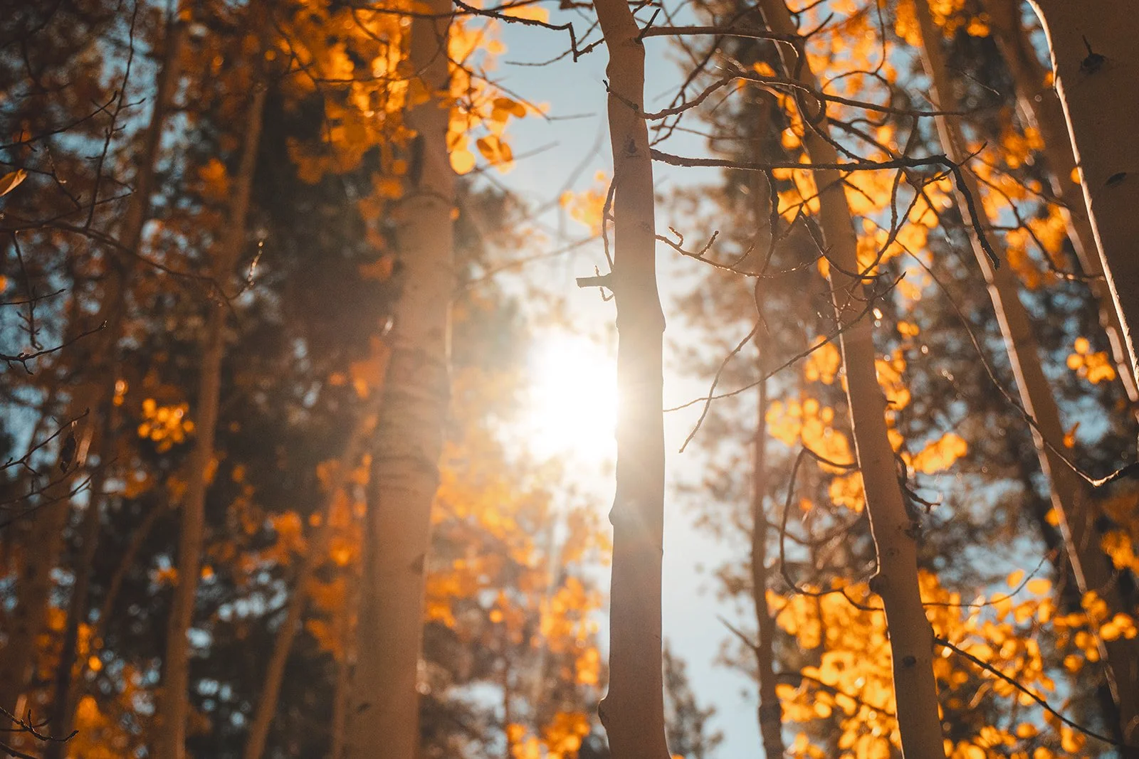 Sunlight filters through orange autumn leaves and tree trunks in a forest.