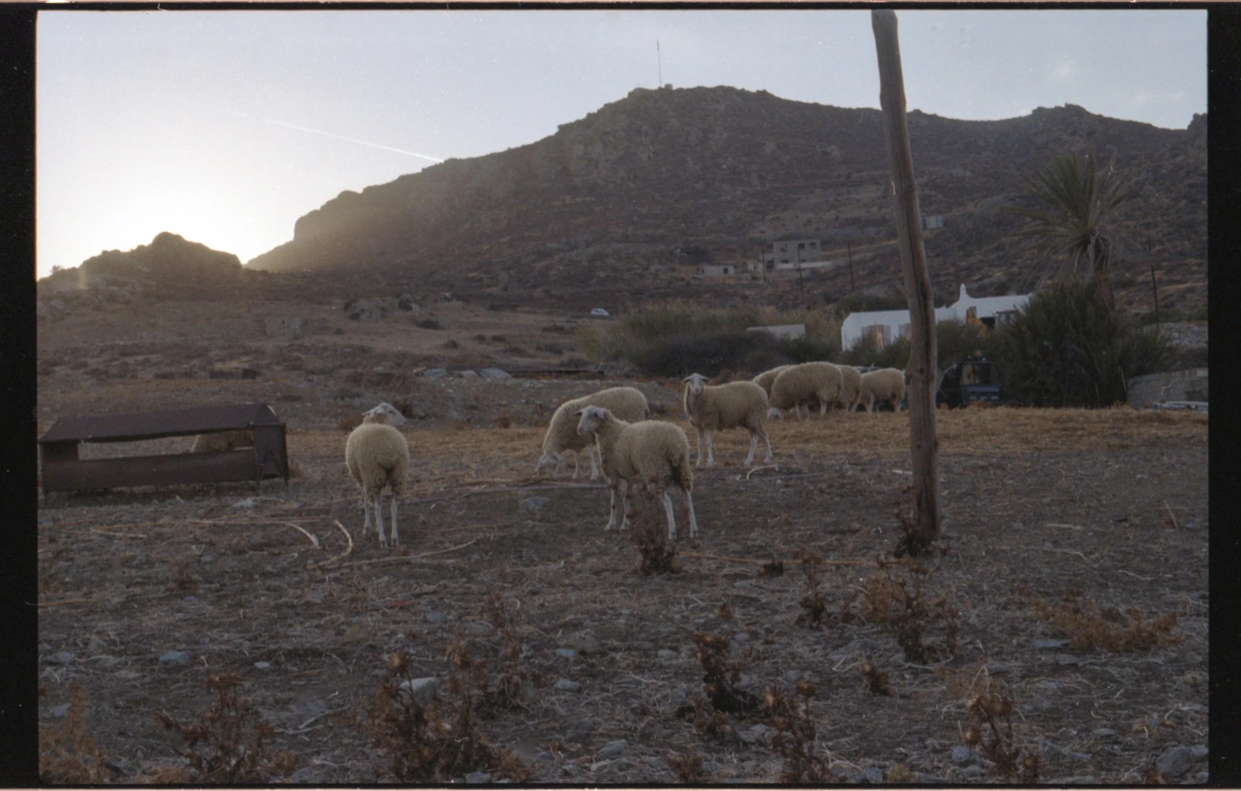 Un troupeau de moutons dans un paysage montagneux désertique au coucher du soleil.