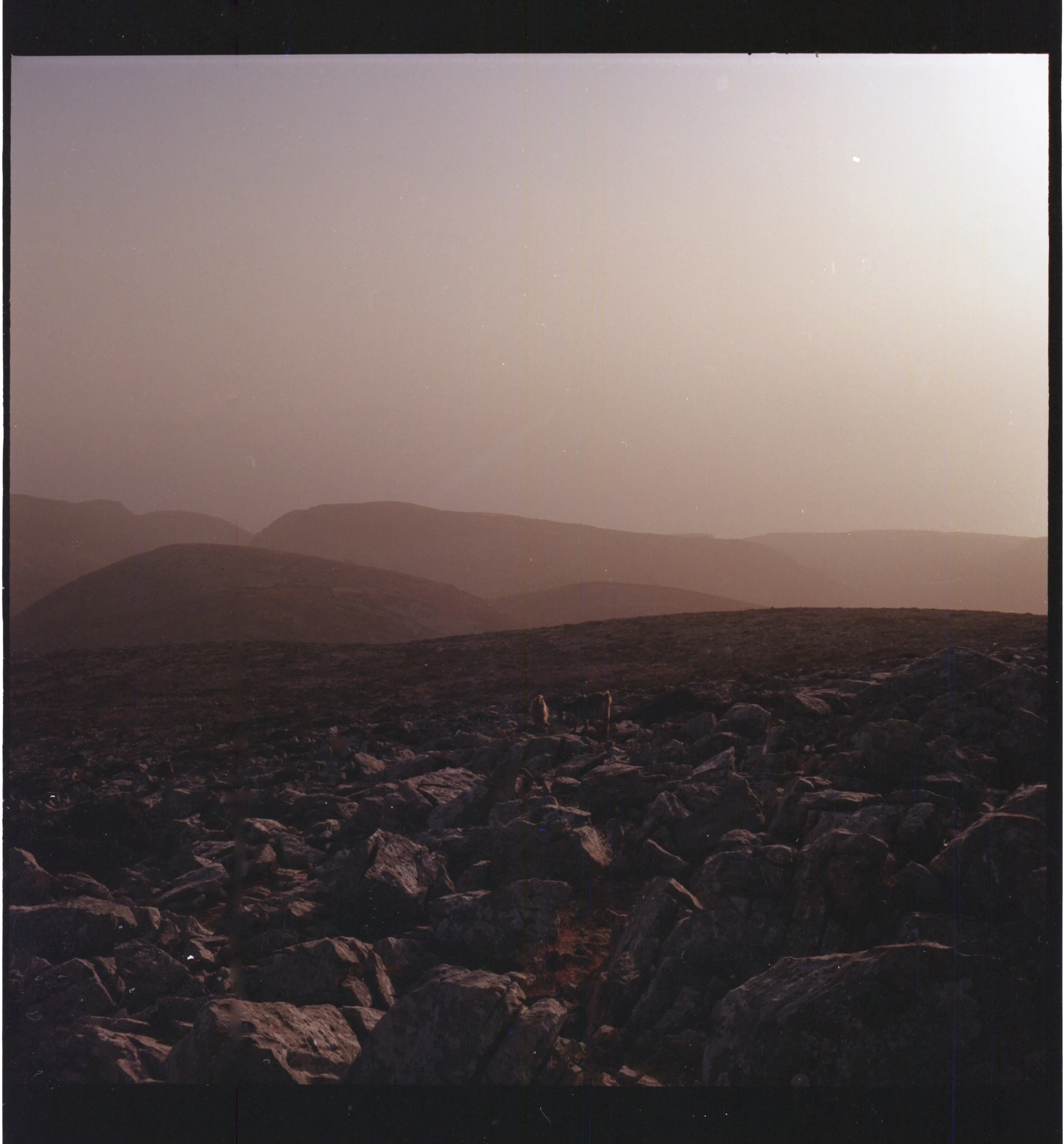 Paysage rocheux avec plusieurs animaux sauvages, probablement des cerfs, sous un ciel clair au coucher du soleil.