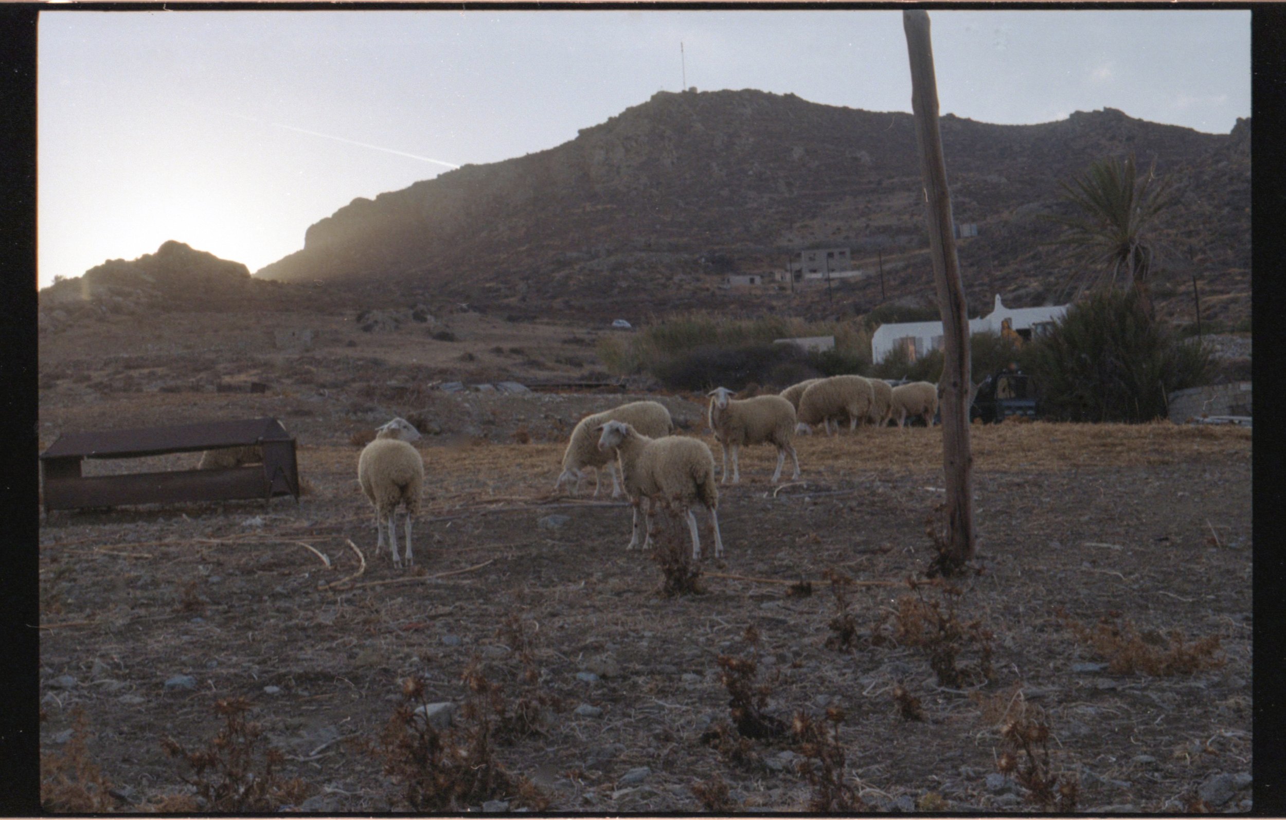 Un groupe de moutons dans un paysage désertique avec des montagnes en arrière-plan, prise à l'aube ou au crépuscule.