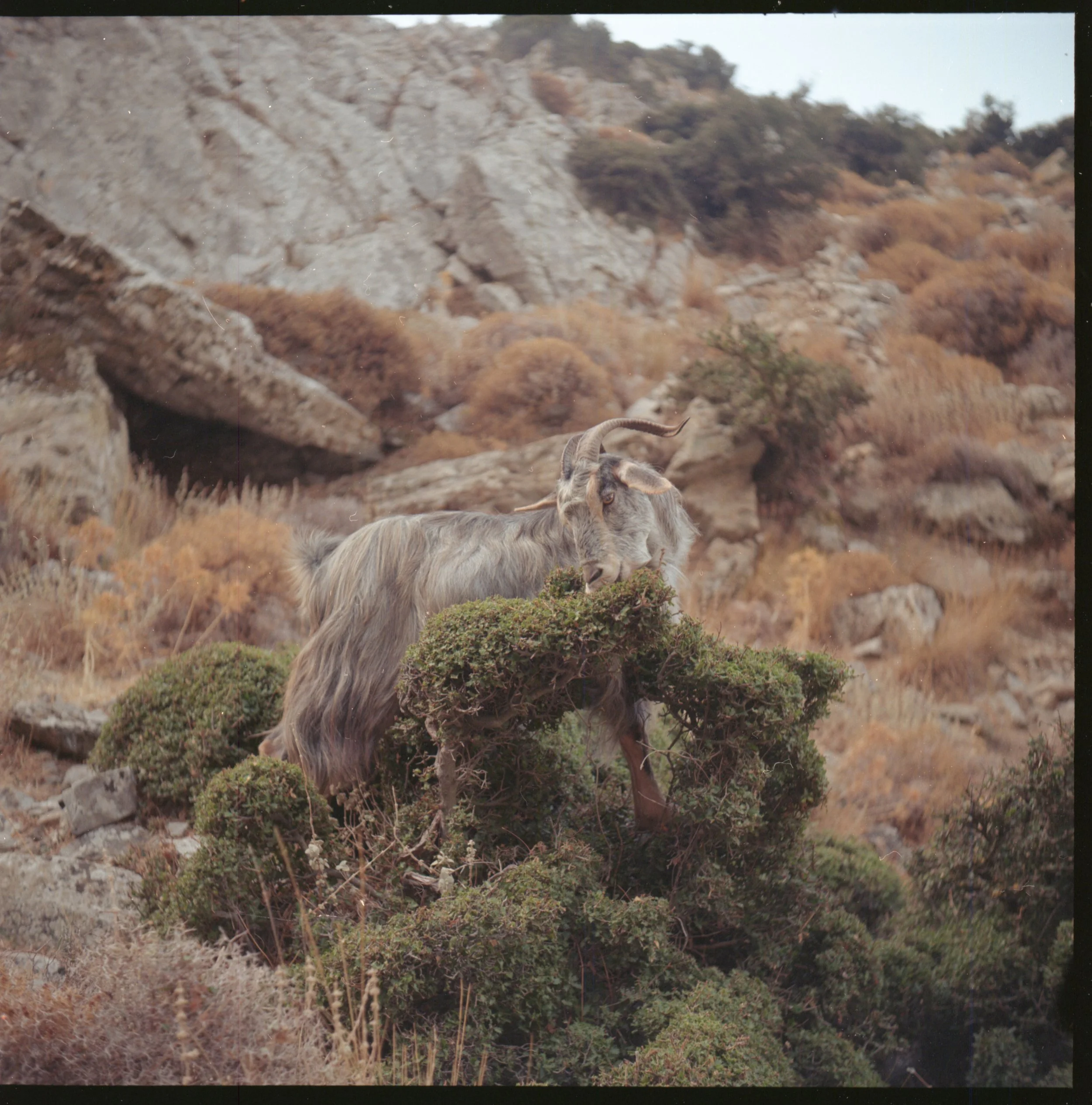 Un chamois dans un paysage de montagne rocheuse et végétation sèche.