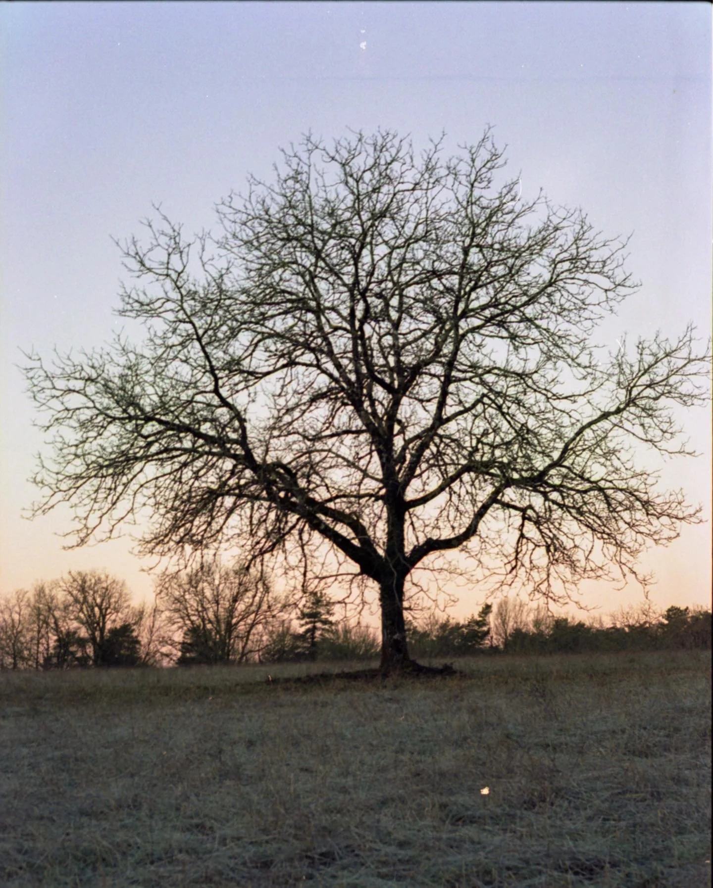 Un arbre sans feuilles se dresse dans un champ lors du coucher du soleil, avec un ciel clair en arrière-plan.