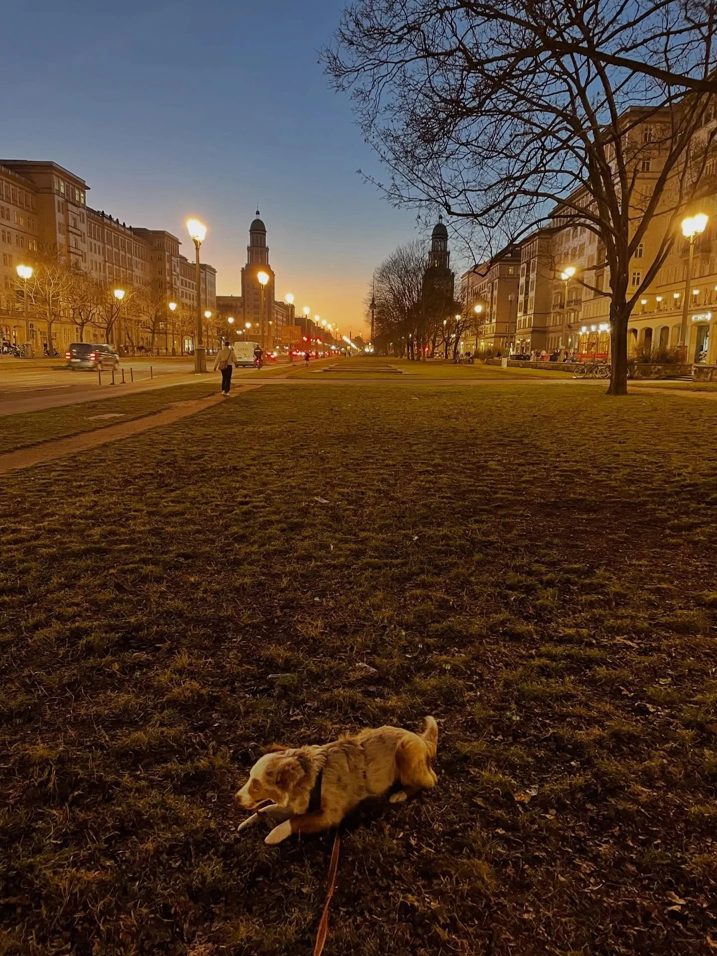 Evening walks with Helmi. It&rsquo;s not pitch black anymore!! 

#dogsdaily #dogsofinstagram #dogsofberlin