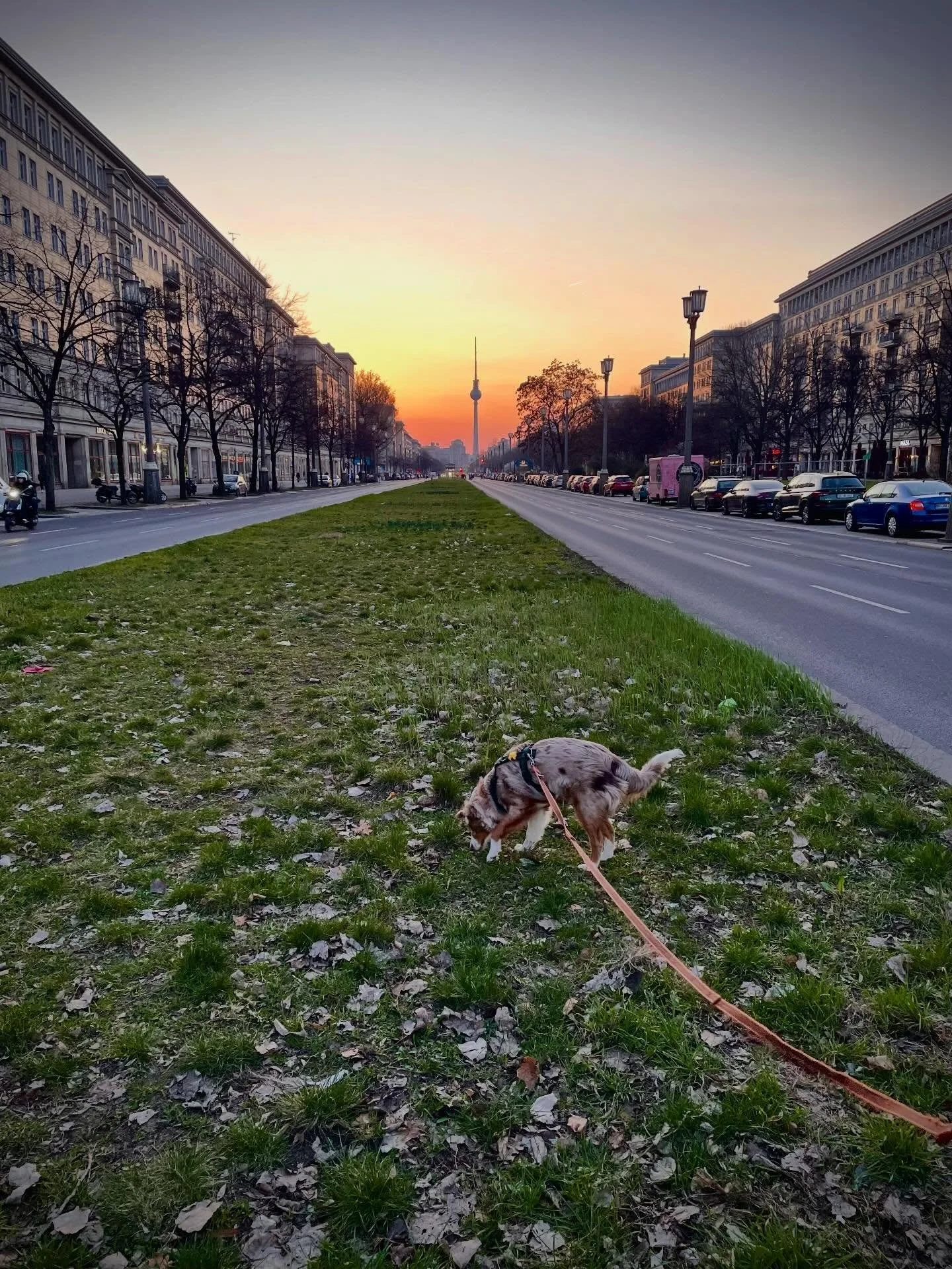 Just a very fancy Berlin sky and Helmi

#dogsofinstagram #dogoftheday #dogsofberlin