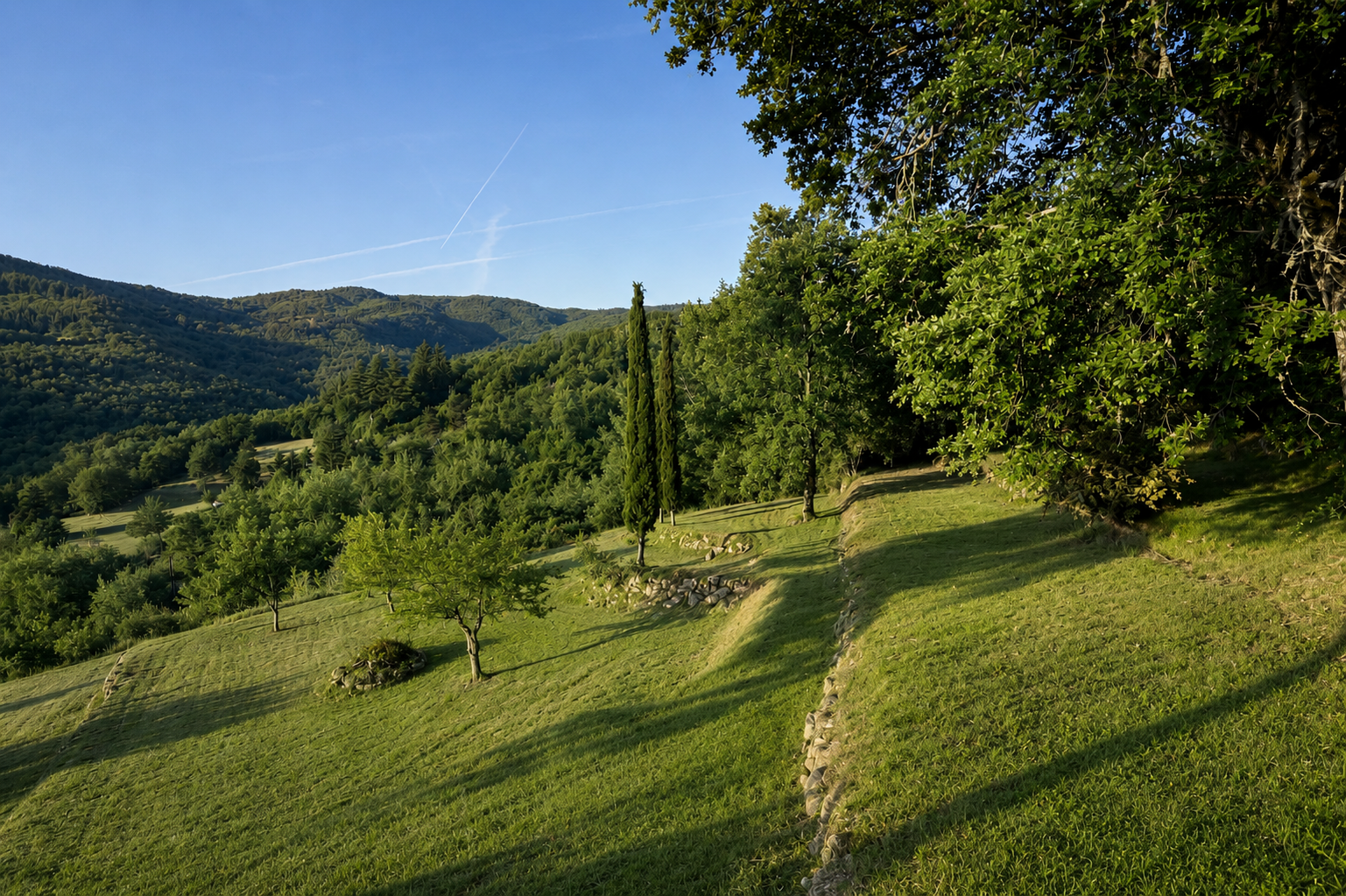 A hillside covered with green grass, trees, and cypress trees, with mountains and a blue sky in the background