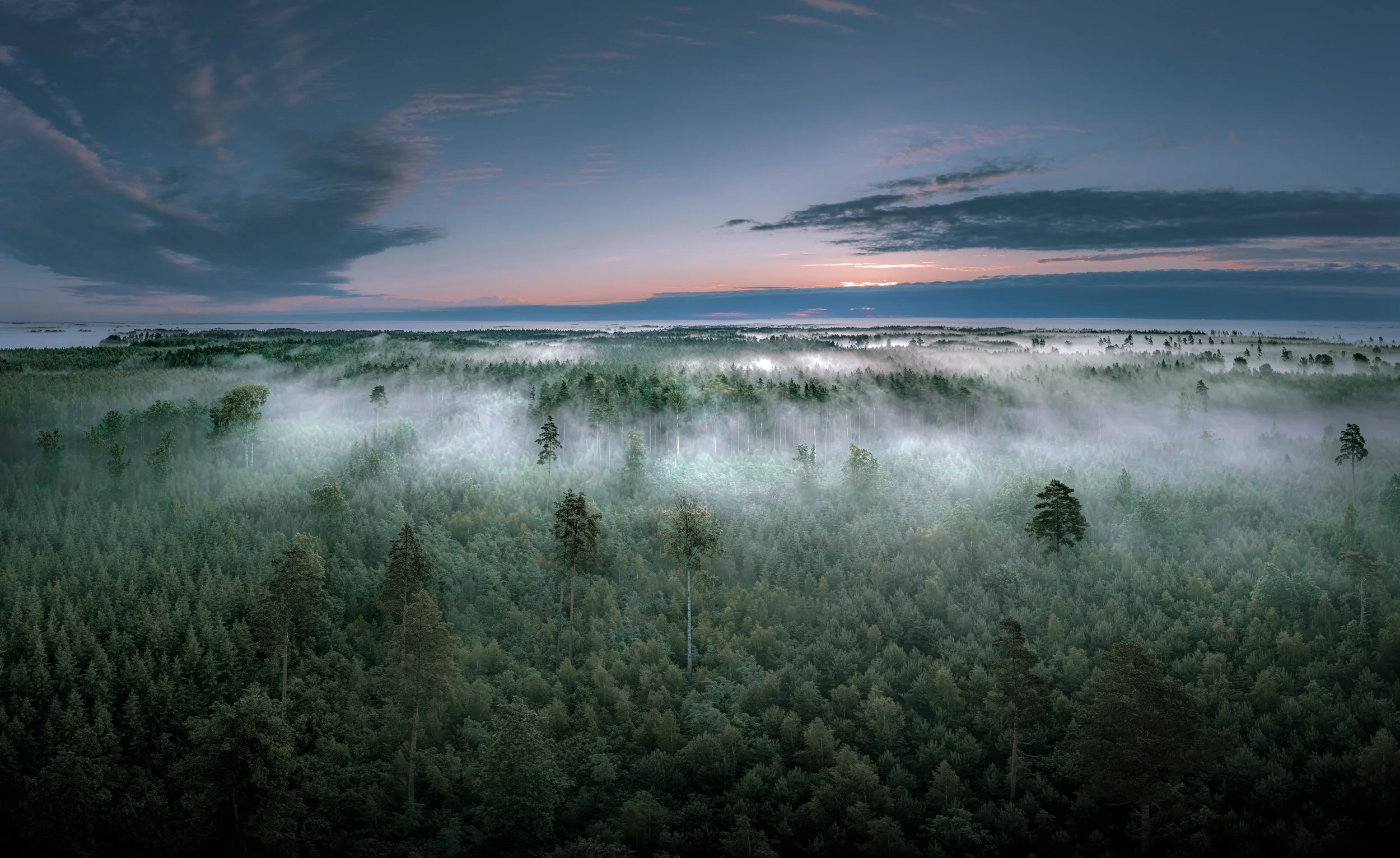 Mežs rītausmā miglā Aurora Advisory sākumlapā