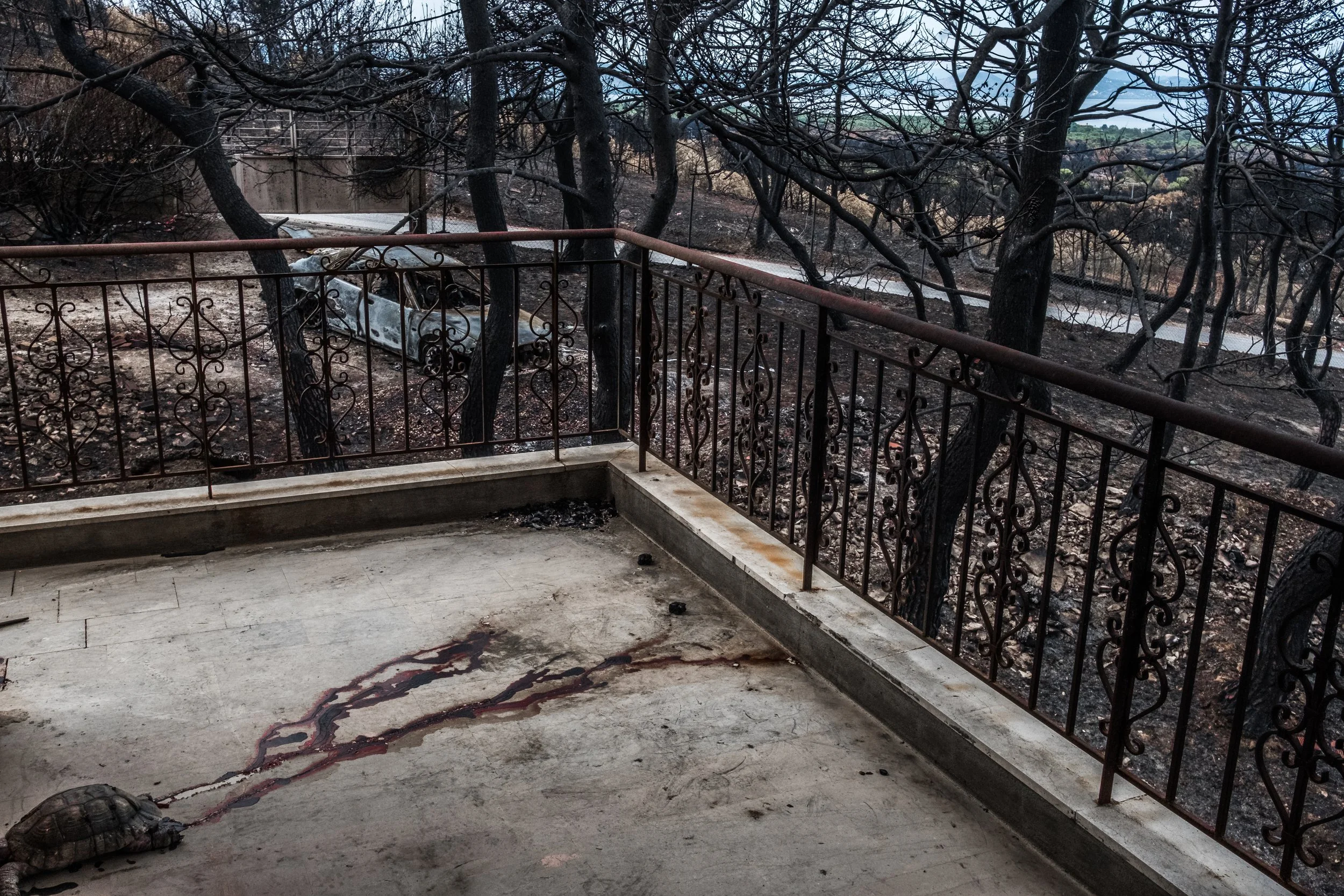 Burned area with charred trees and damaged car seen from a balcony with blood streaks on the floor and a turtle in the foreground.