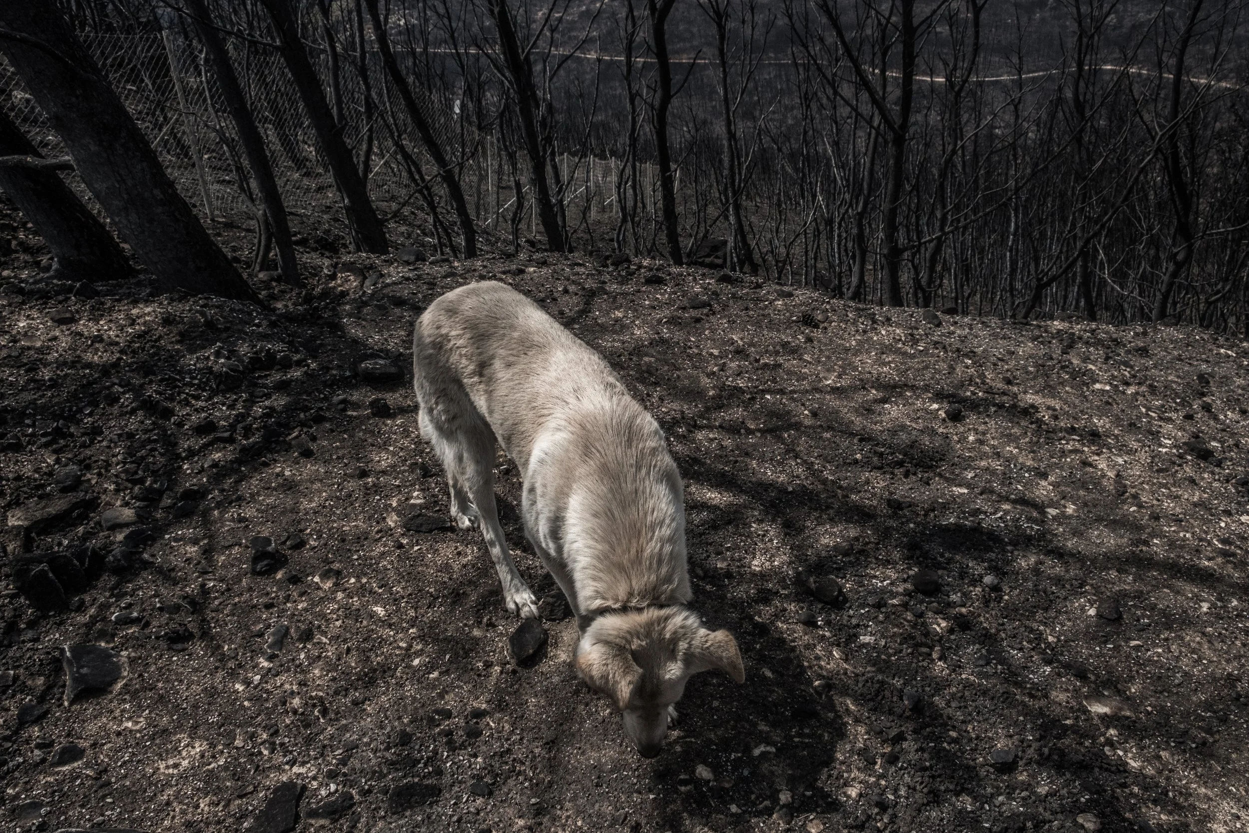 Charred forest with a light-colored dog sniffing the burnt ground.