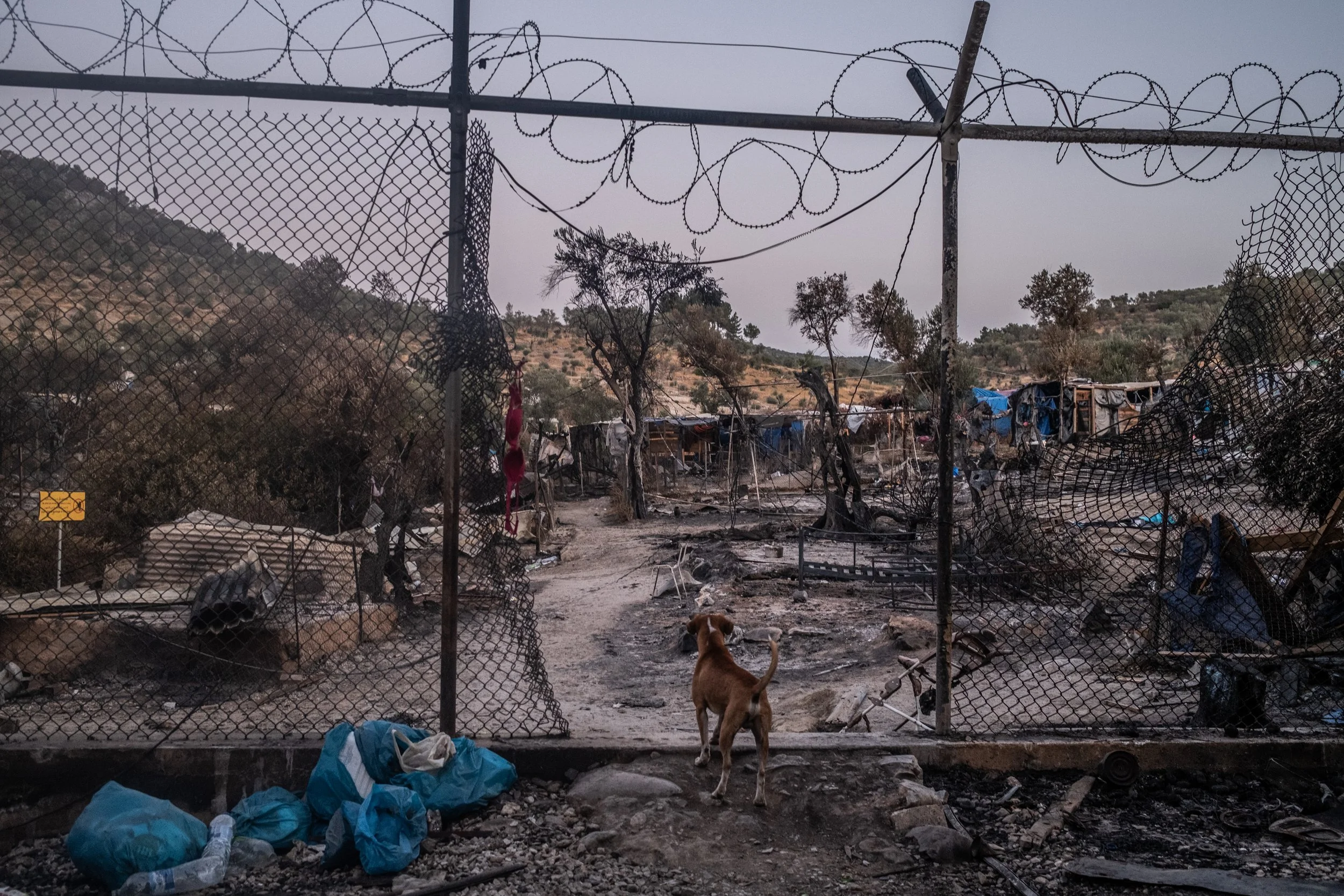 A damaged chain-link fence with barbed wire on top, behind which is a landscape of burned and destroyed structures, trees, and debris, with a dog standing in front of the fence looking into the destruction area.