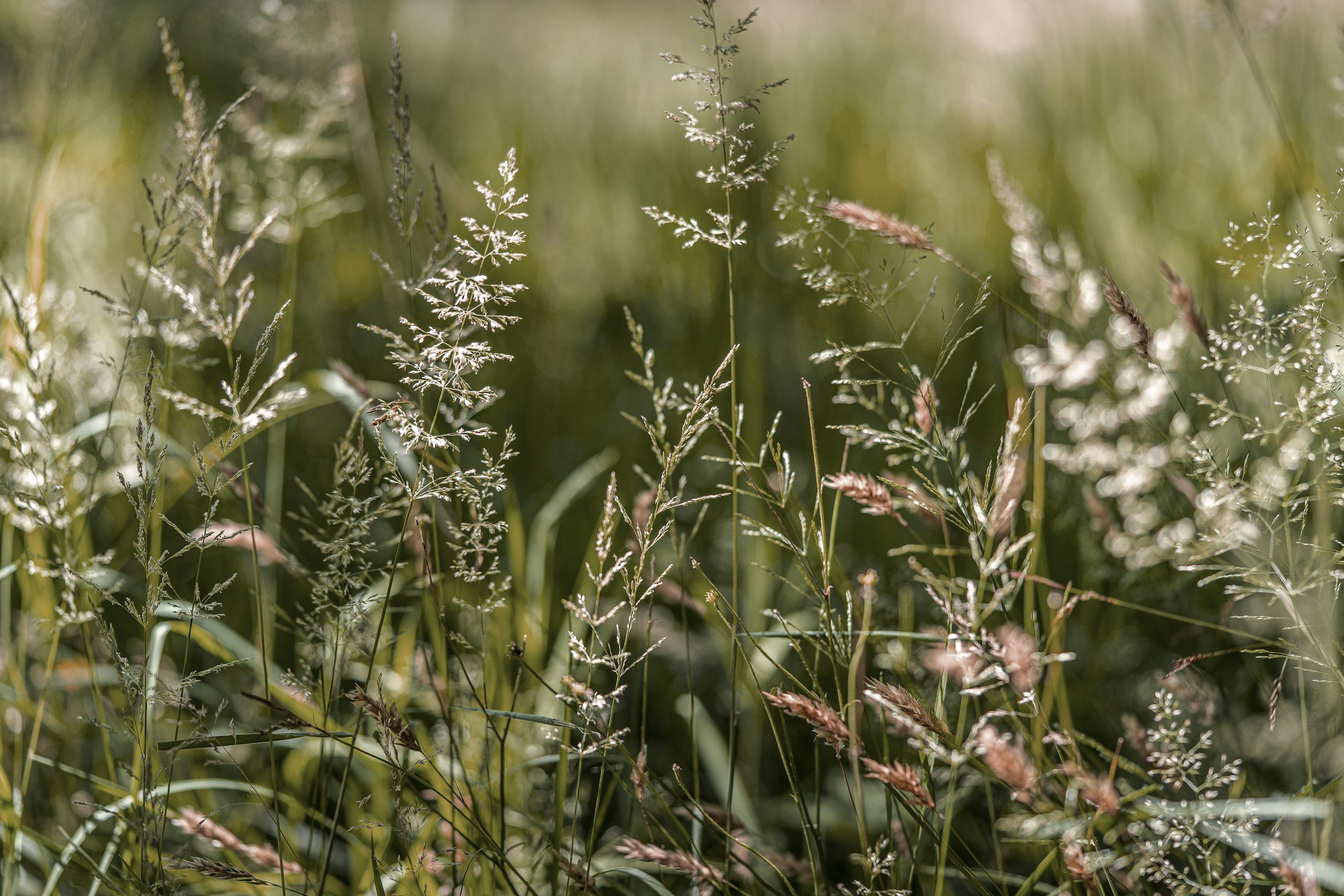 Close-up of tall grass and wild plants in a field with sunlight shining through