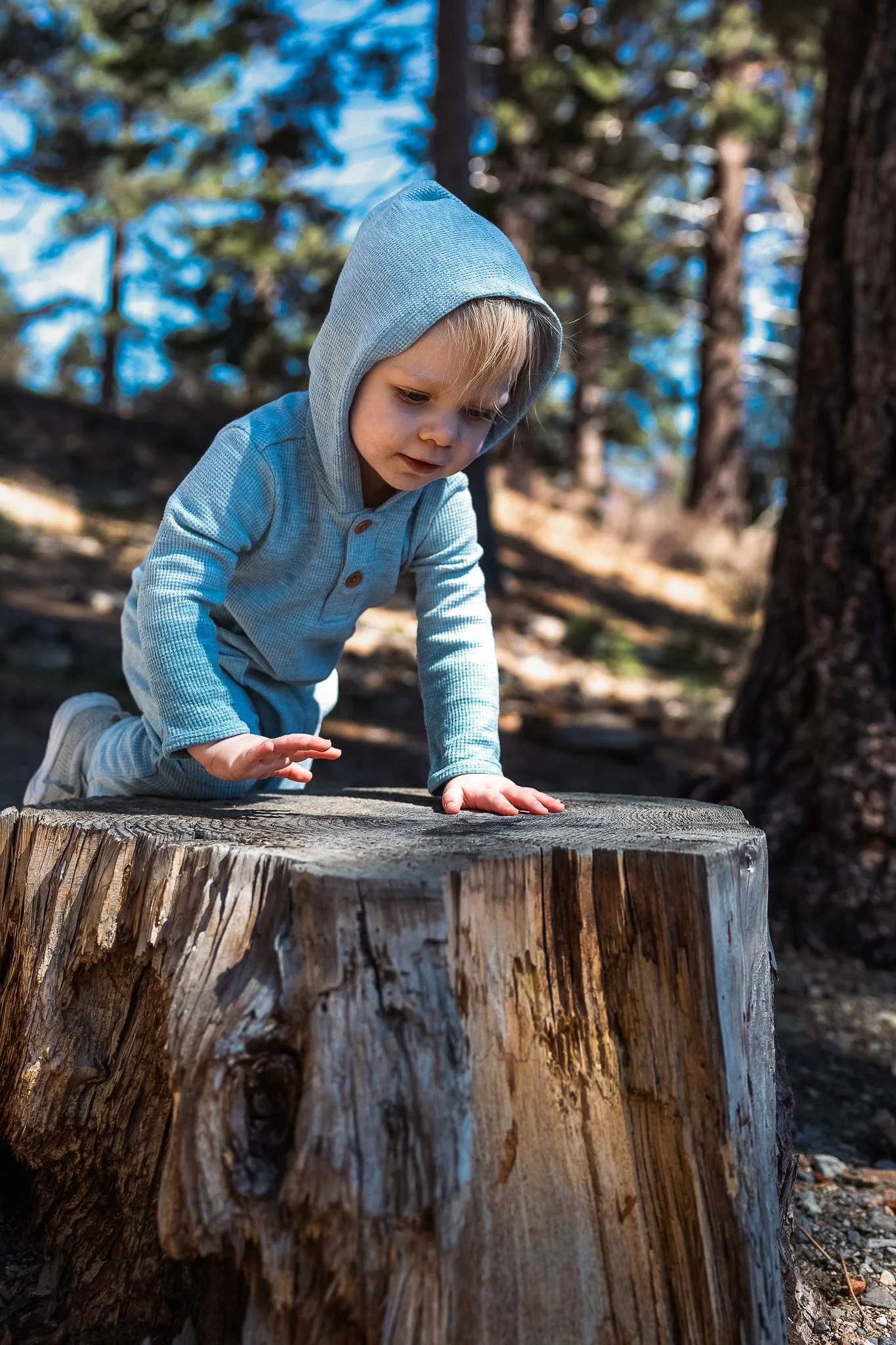 Toddler climbing tree stump on Fallen Leaf Lake trail, Lake Tahoe, documentary family photography