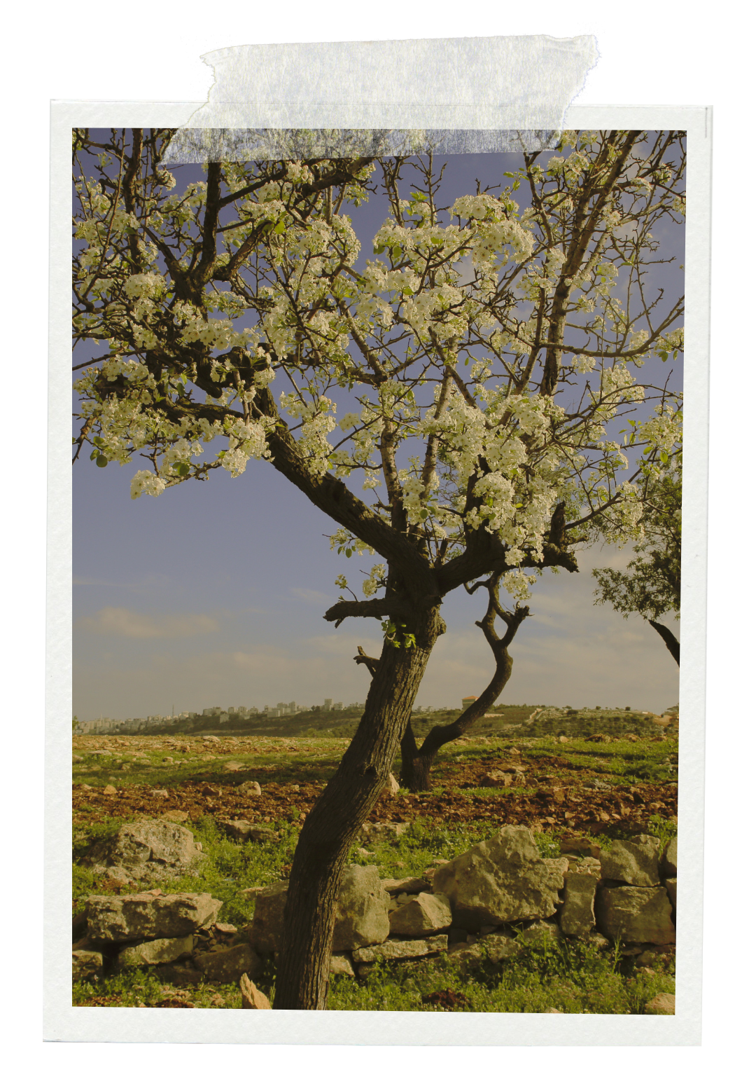 A blooming tree with white flowers in a rural landscape with rocks in the foreground and a city skyline in the background under a blue sky.
