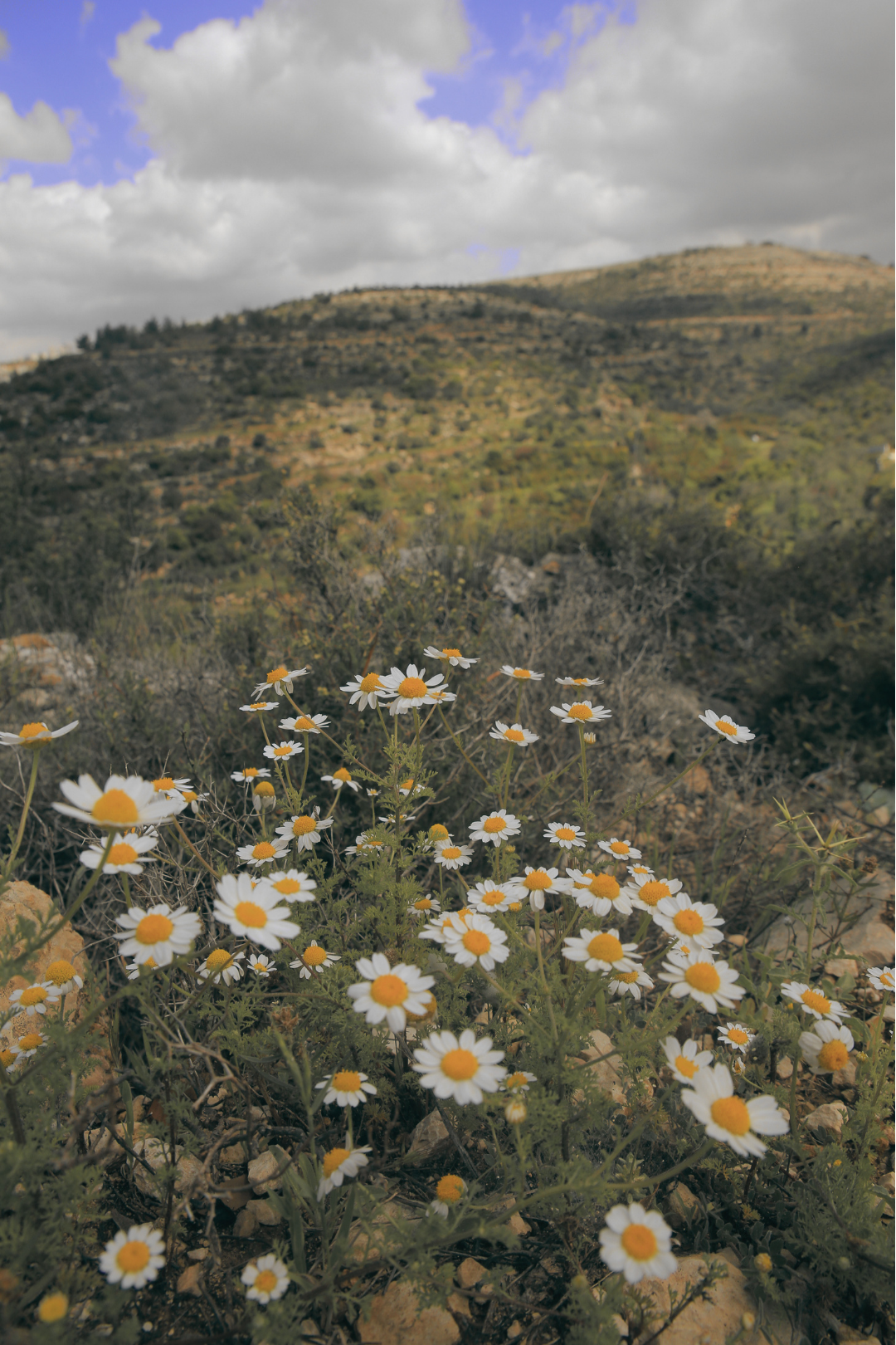 Wild daisies with white petals and yellow centers growing in rocky soil in the foreground. In the background, a hilly landscape with sparse vegetation under a partly cloudy sky.