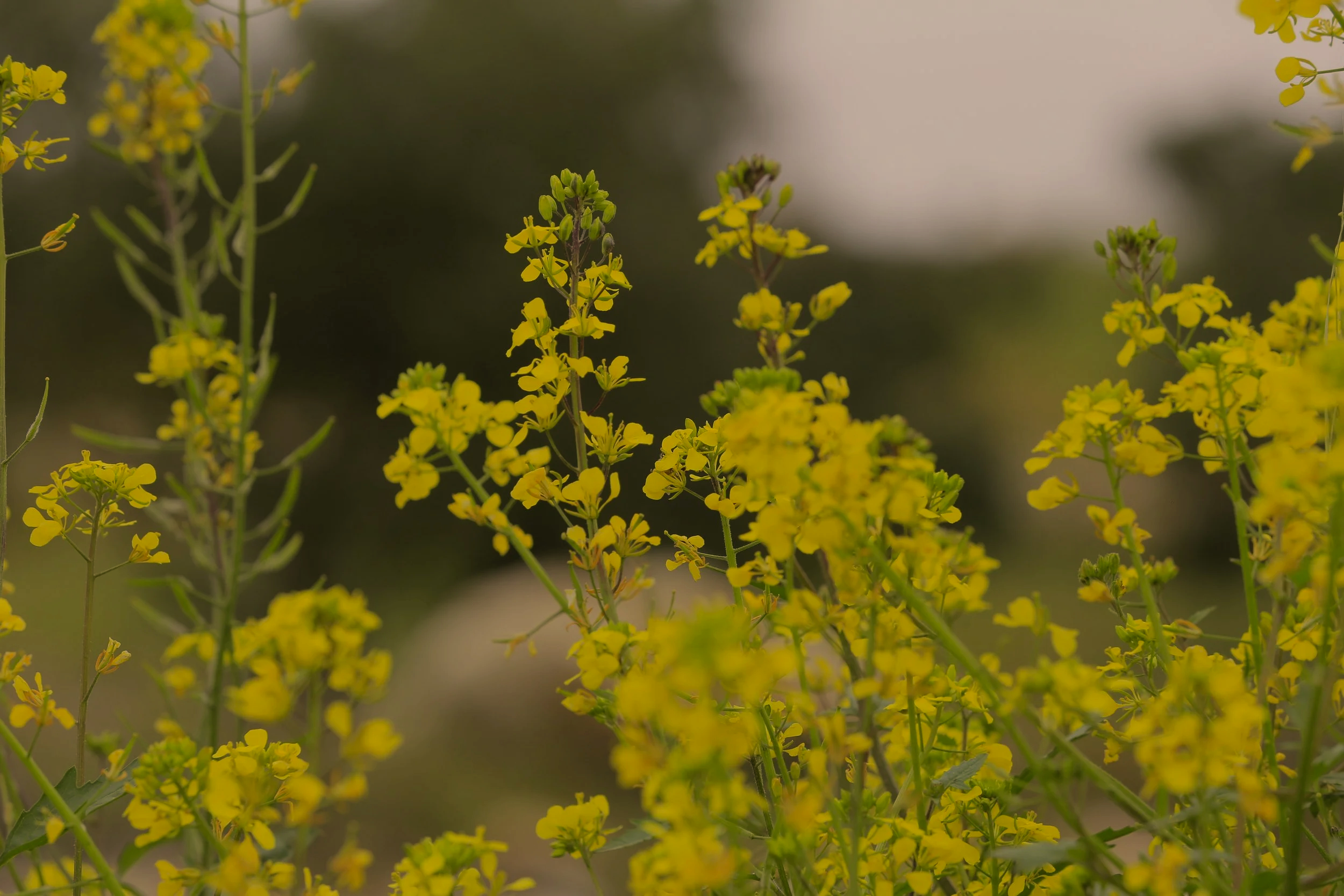 Close-up of yellow flowers on tall green stems with a blurred background.