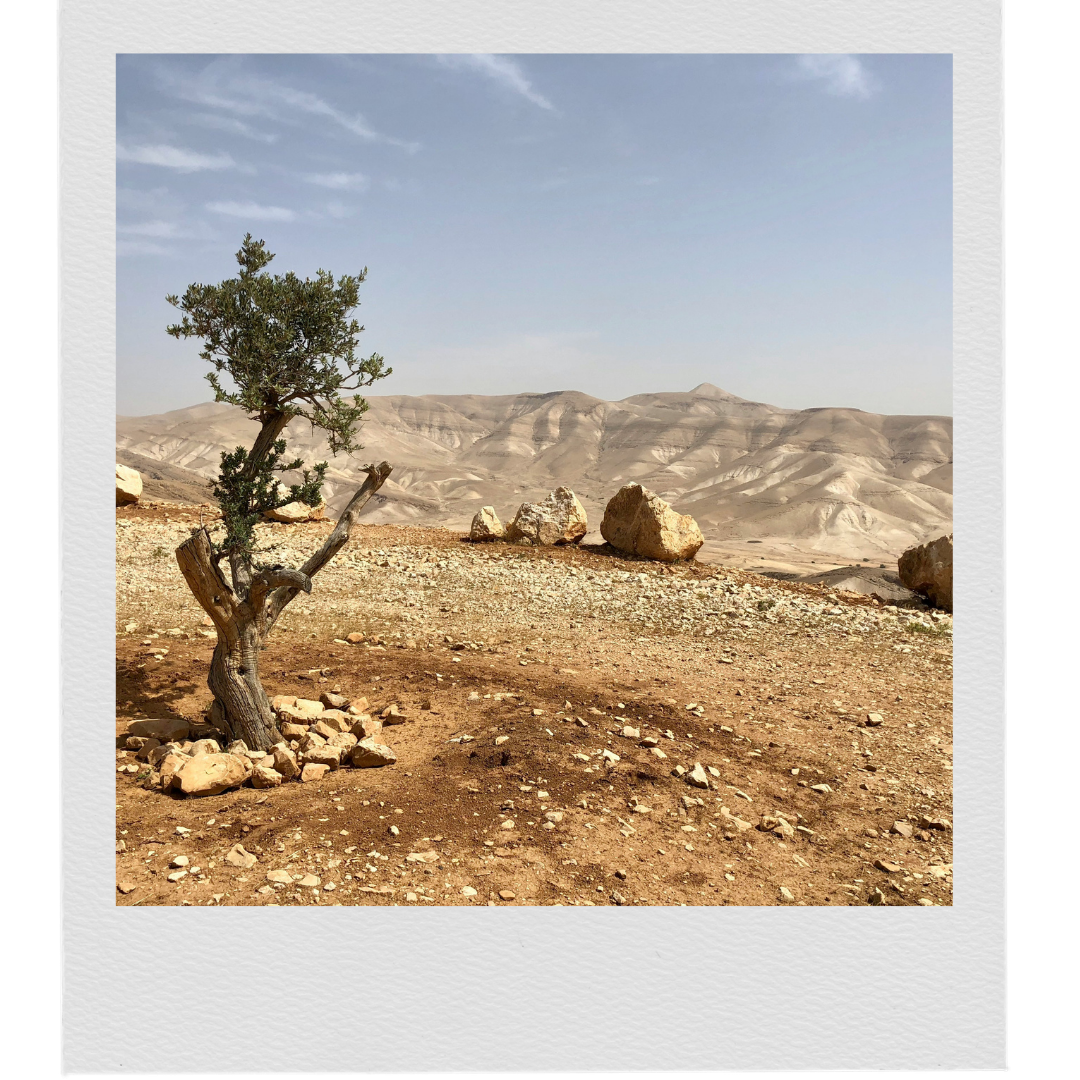 A solitary, twisted tree with sparse green leaves in a barren desert landscape with large rocks and distant rolling hills under a clear blue sky.