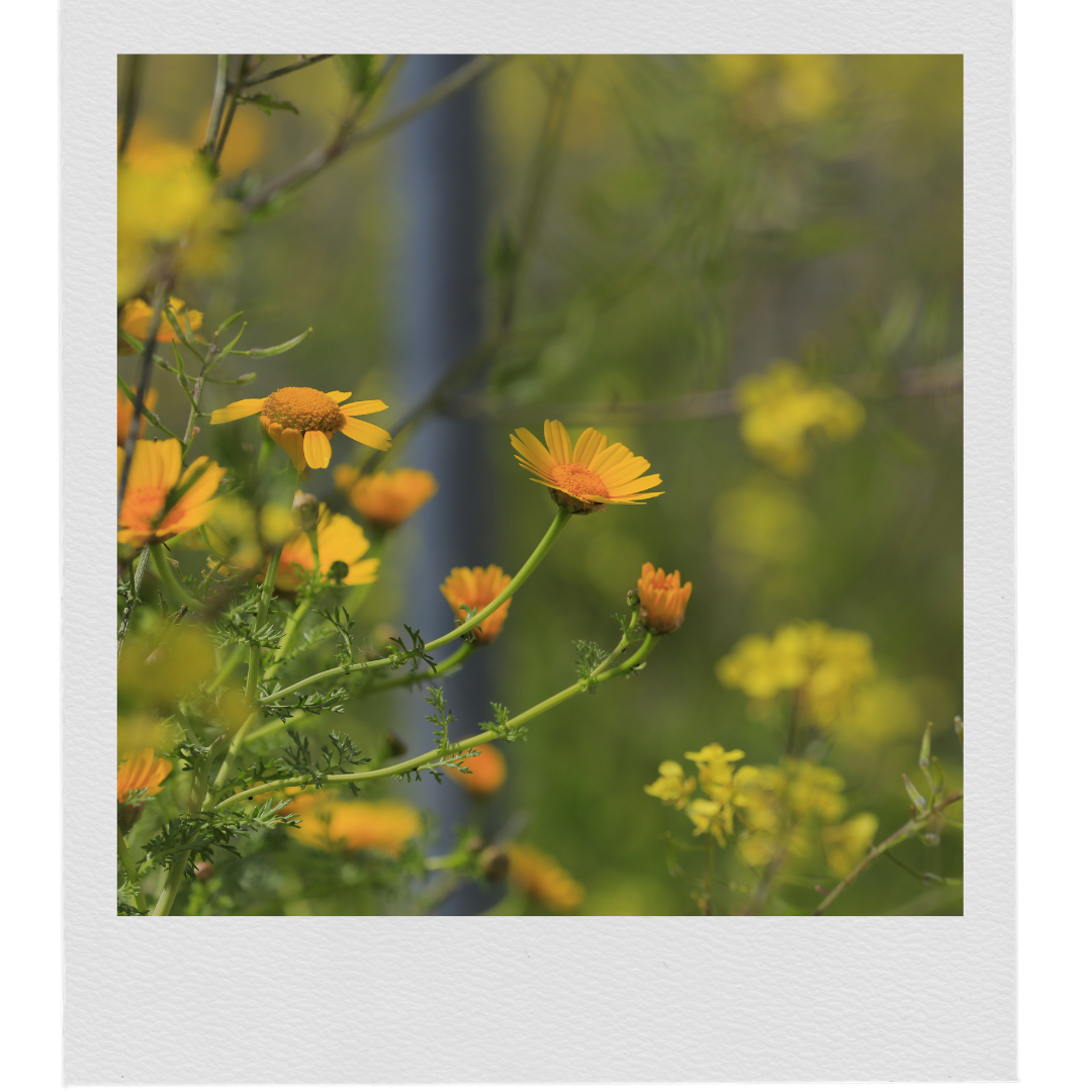 Close-up of yellow and orange wildflowers with green stems and leaves, blurred background