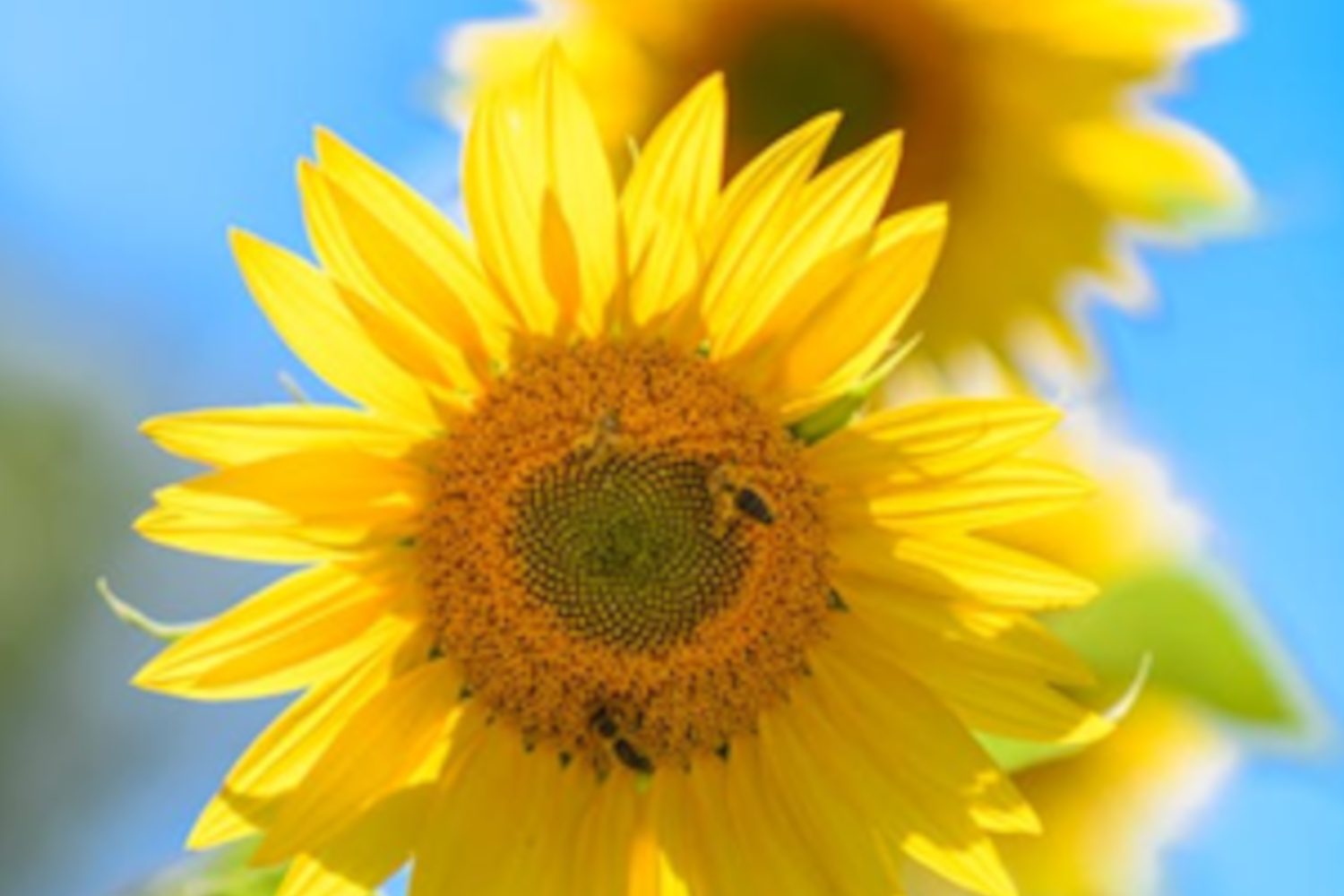 Kraftquelle ICH – Aufblühen selbst gemacht