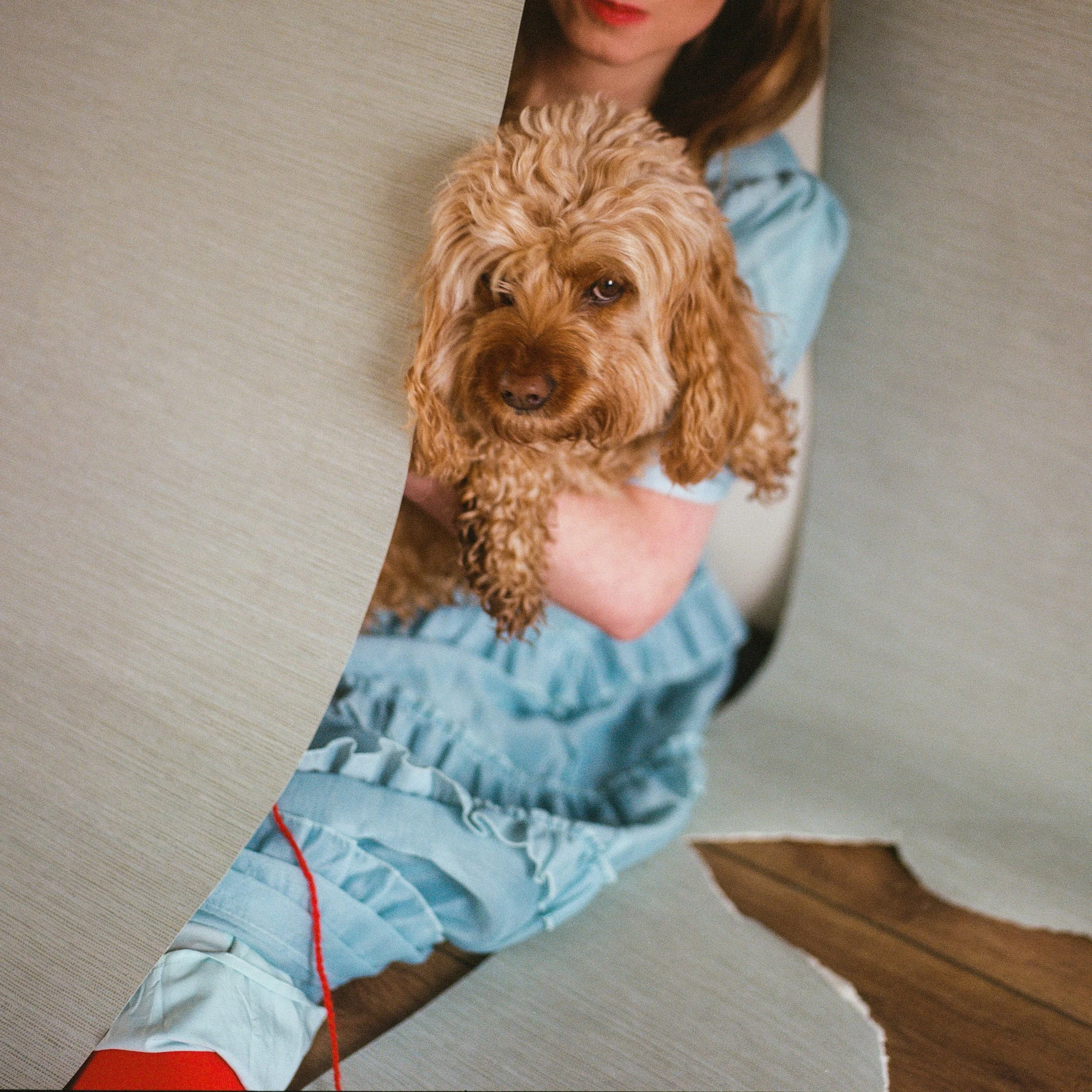 Carla J Easton Album artwork - I Think That I Might Love You A woman in blue pajamas is holding a curly-haired, light brown dog through a large tear in a beige cardboard box.