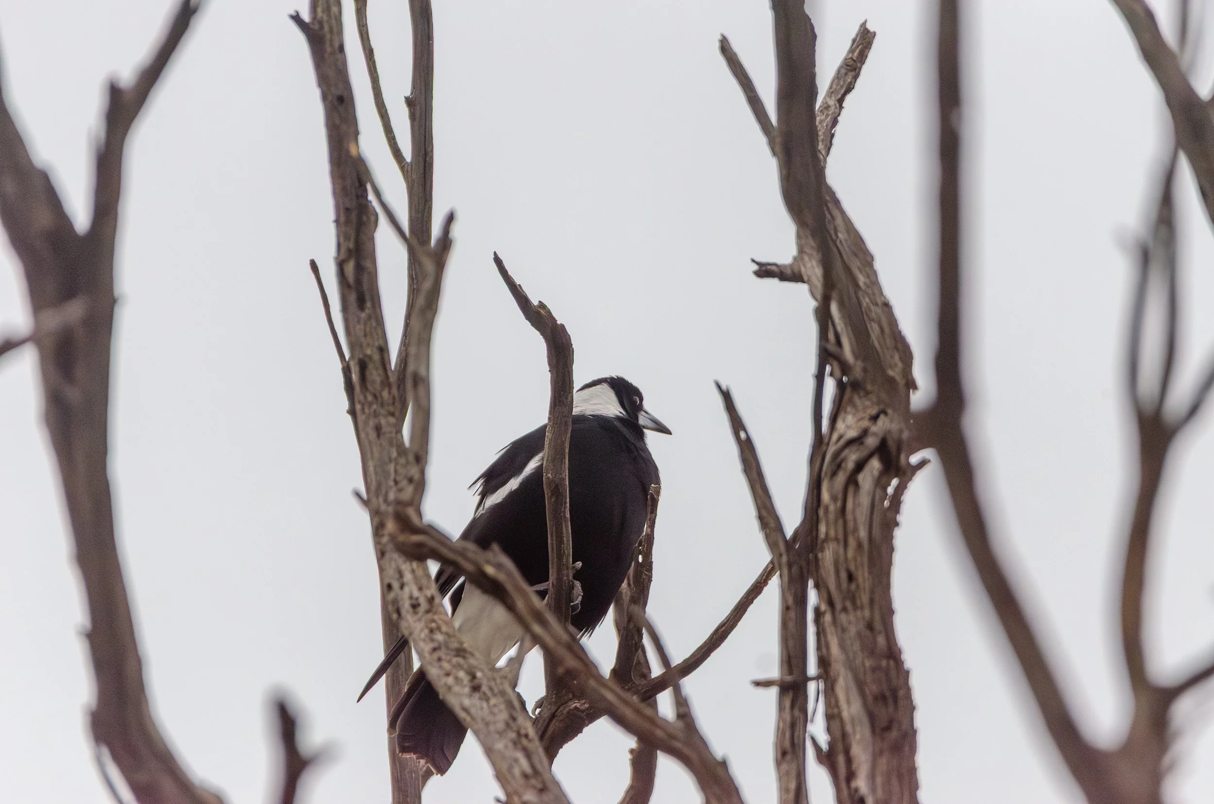 DSC_0134.jpg