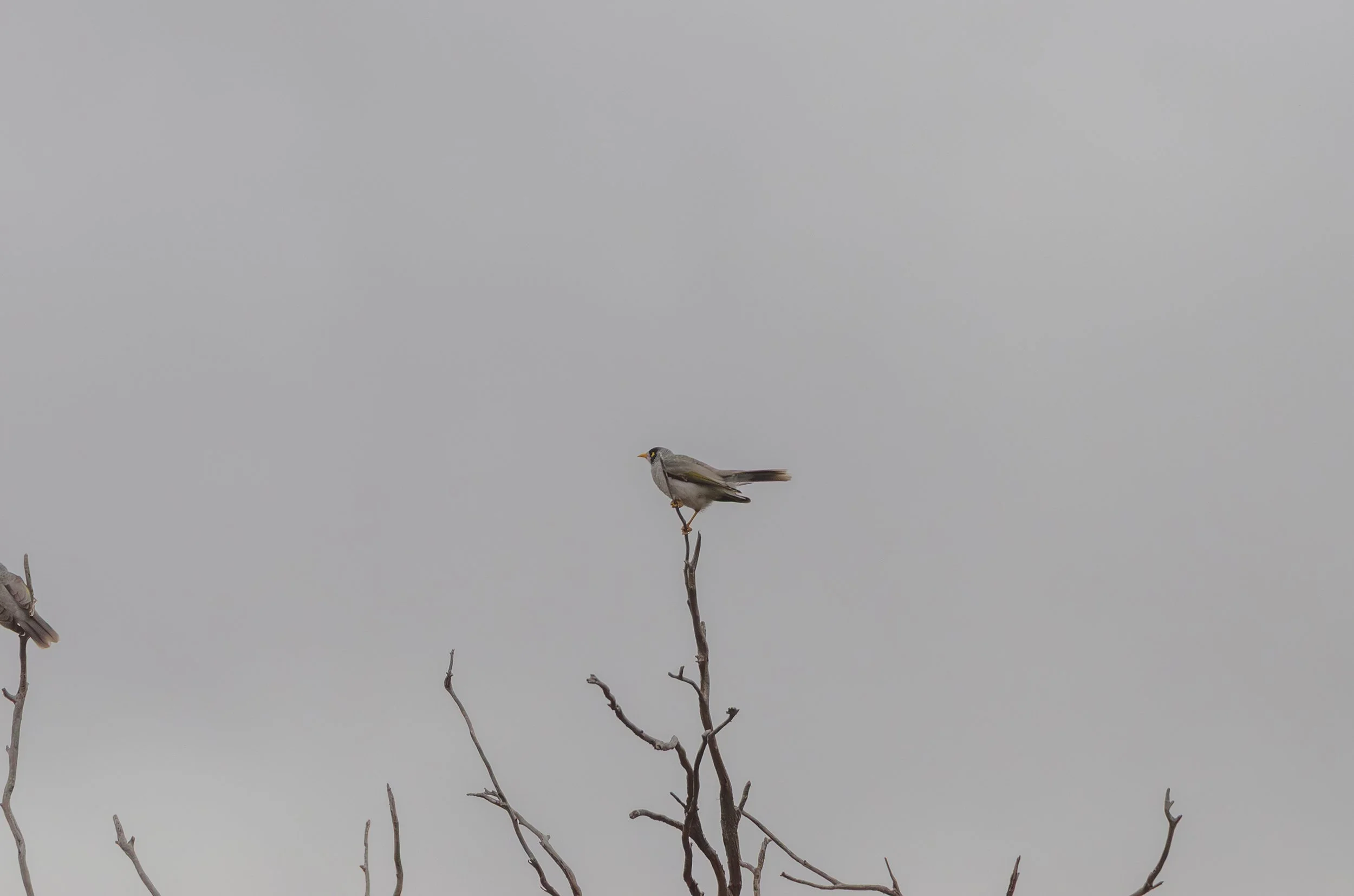 DSC_0079.jpg