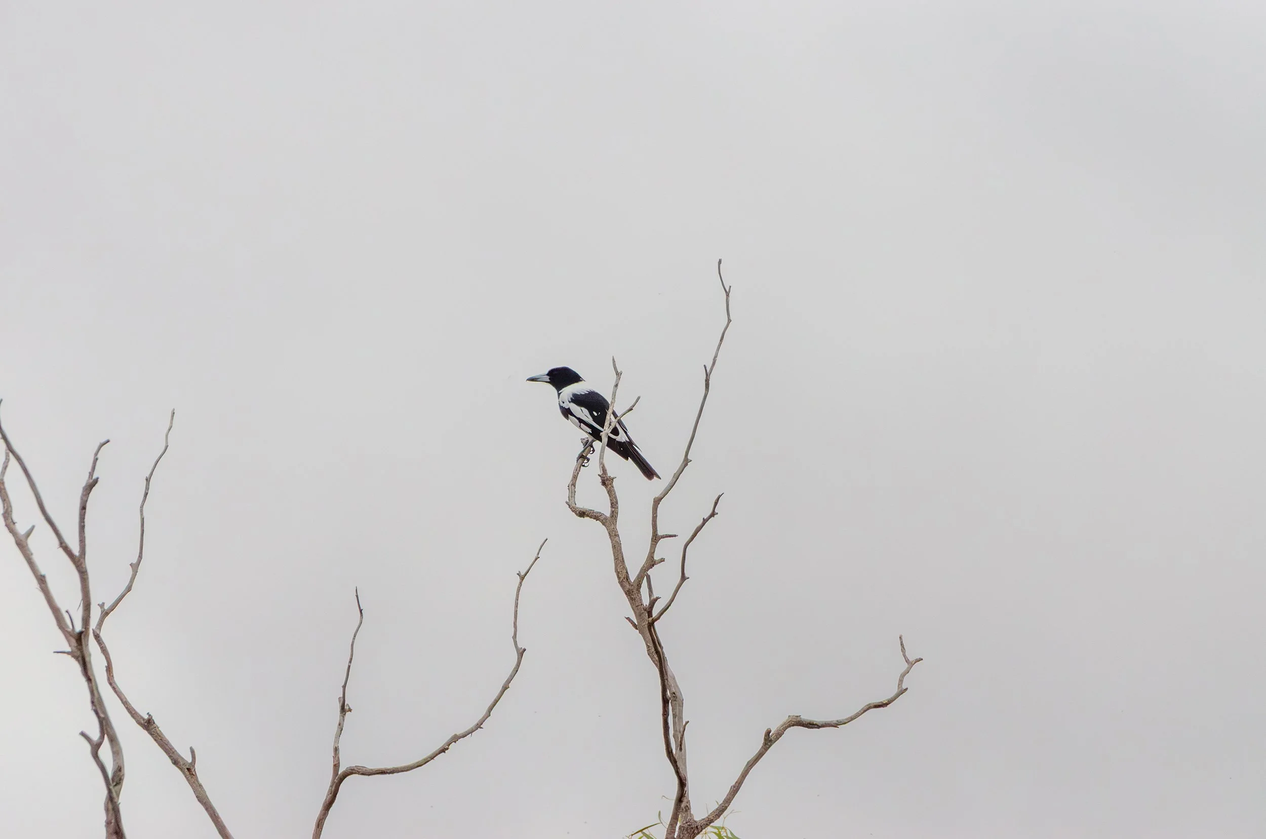 DSC_0082.jpg
