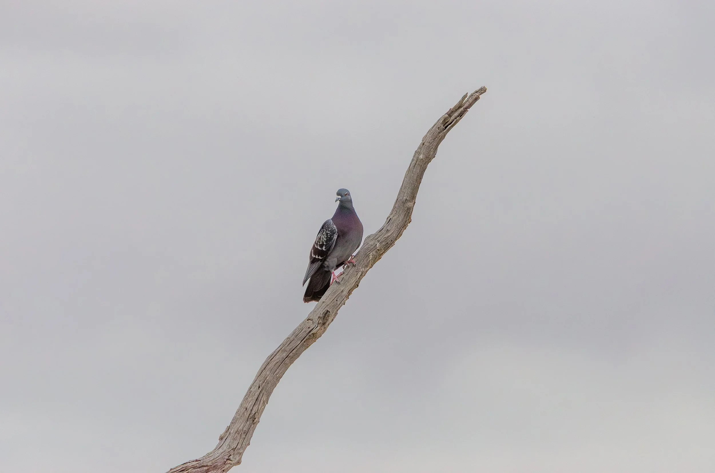 DSC_0131-2.jpg