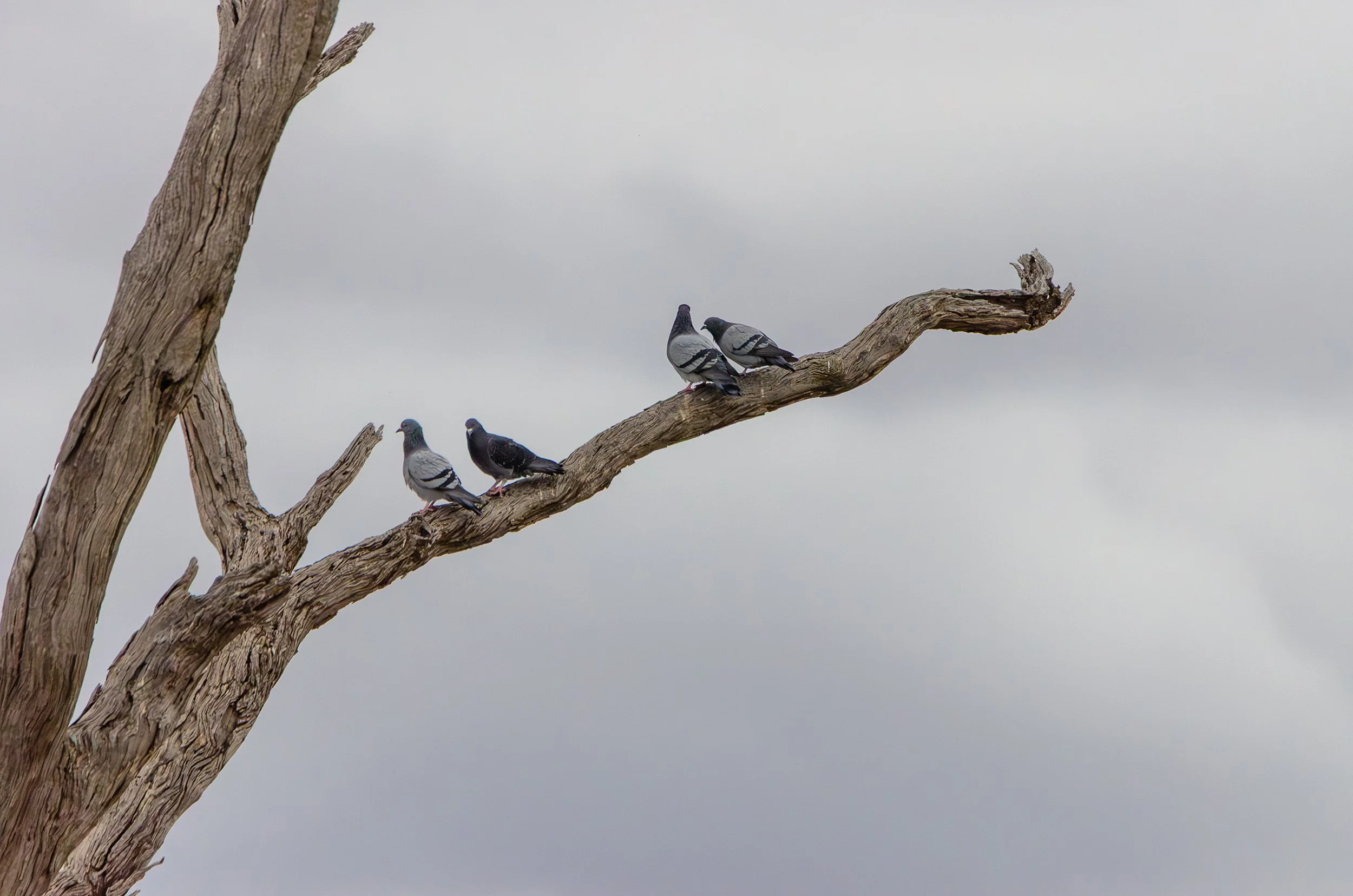 DSC_0141.jpg