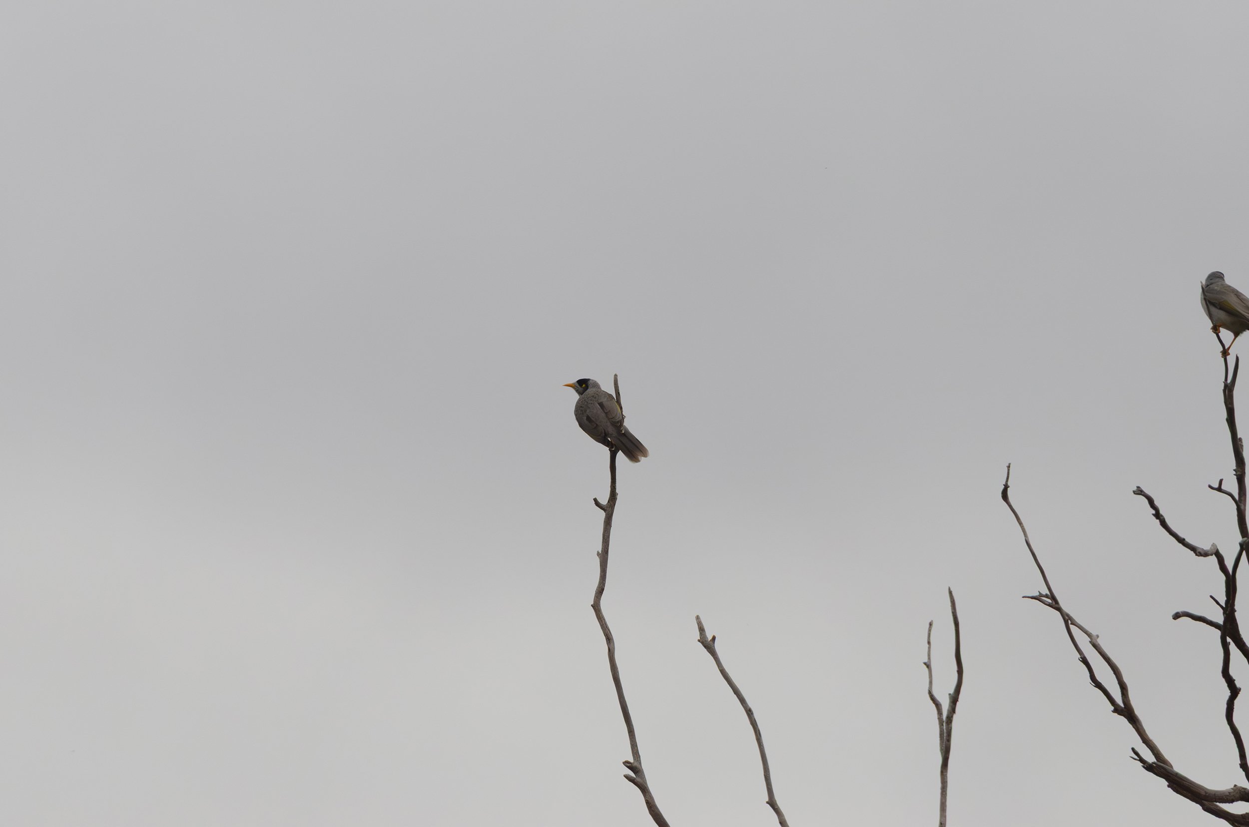 DSC_0080.jpg