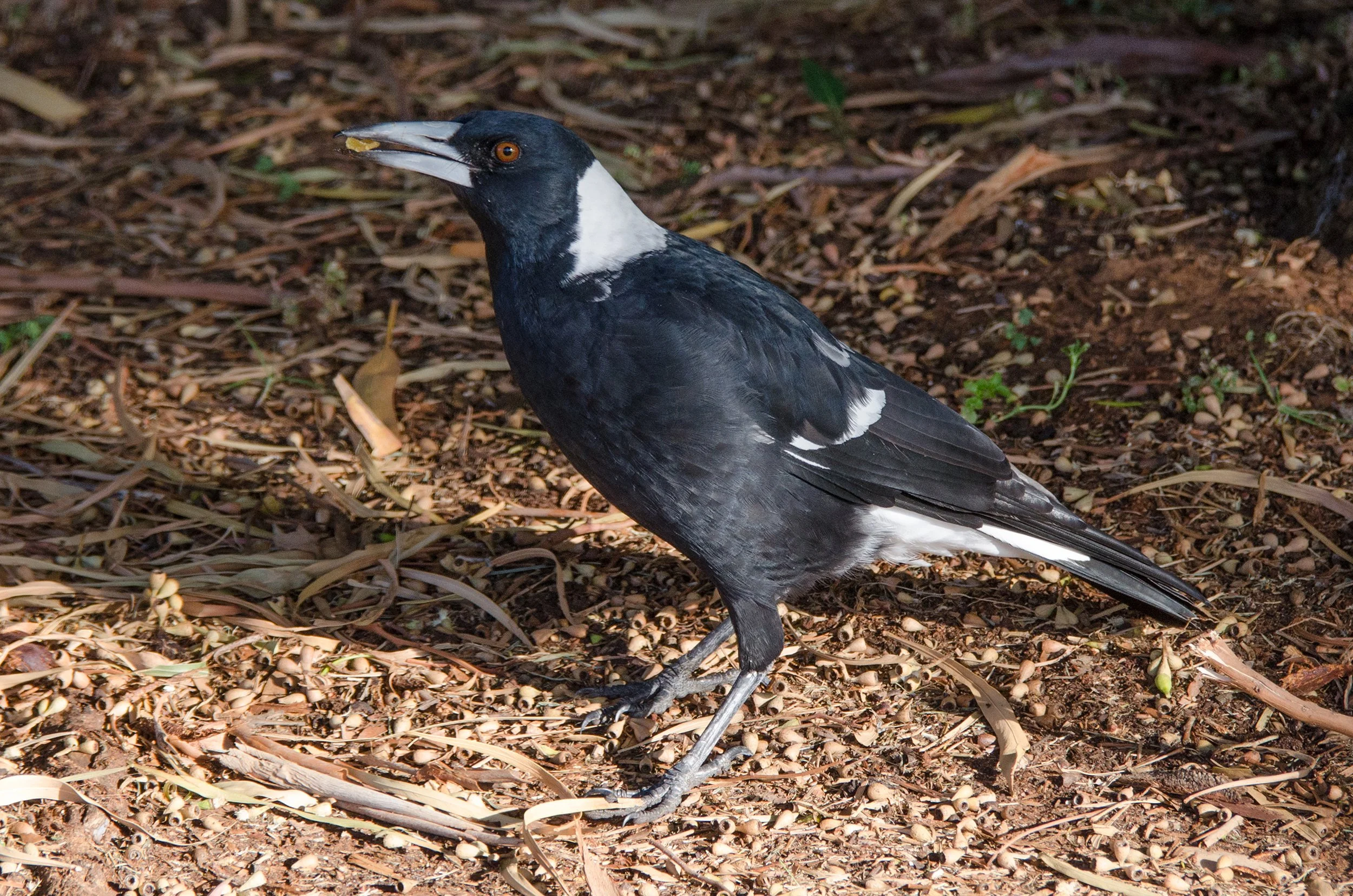 DSC_5383.jpg