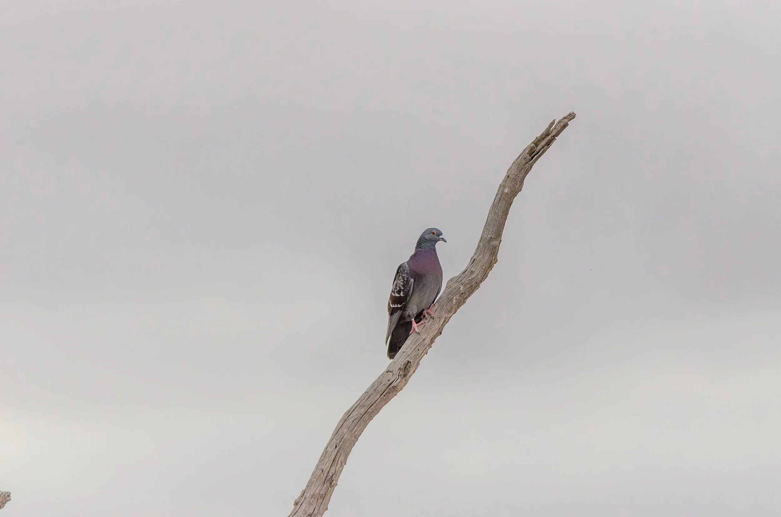 DSC_0138.jpg