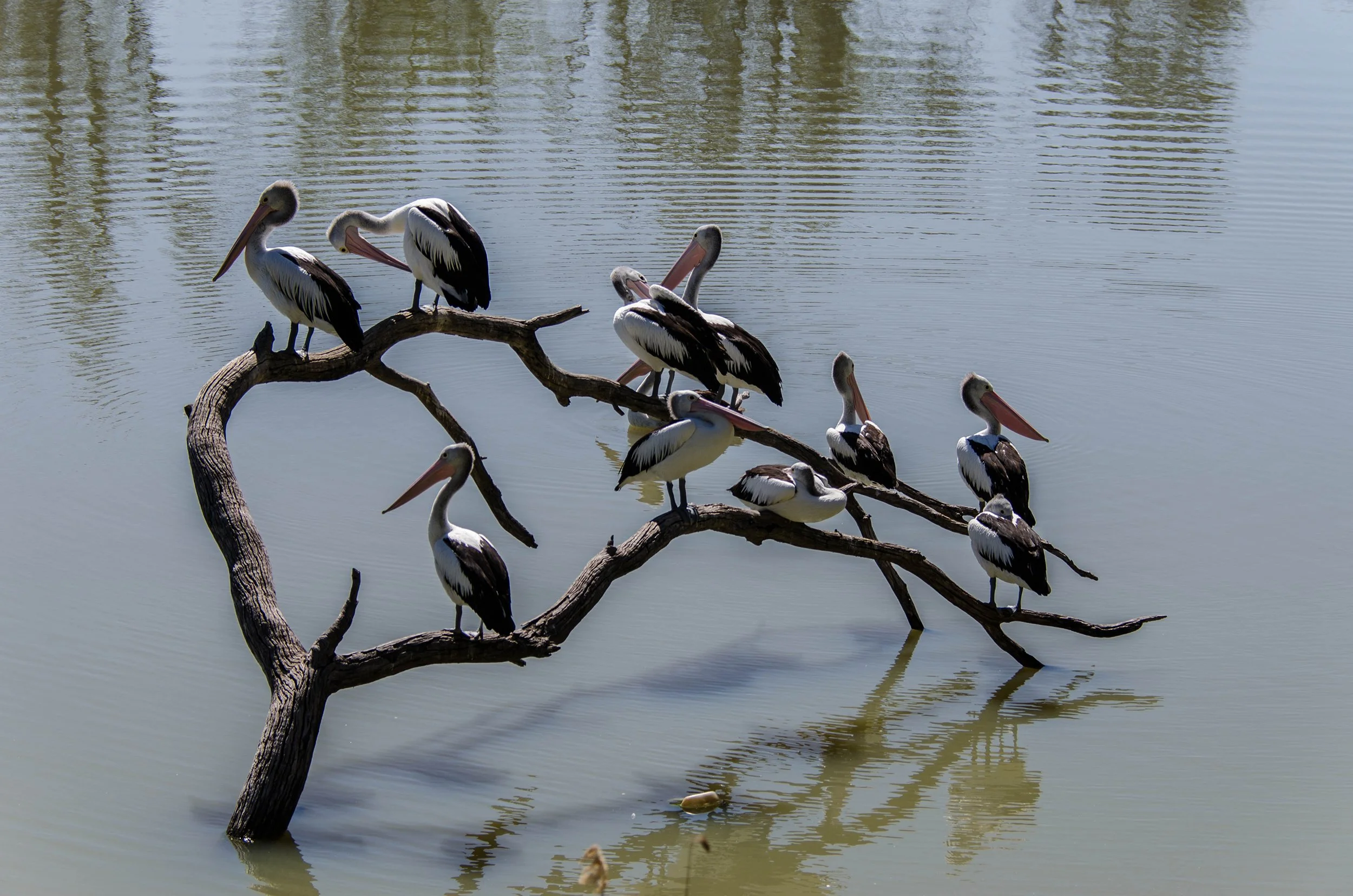 2015-11-17 Renmark 044.jpg