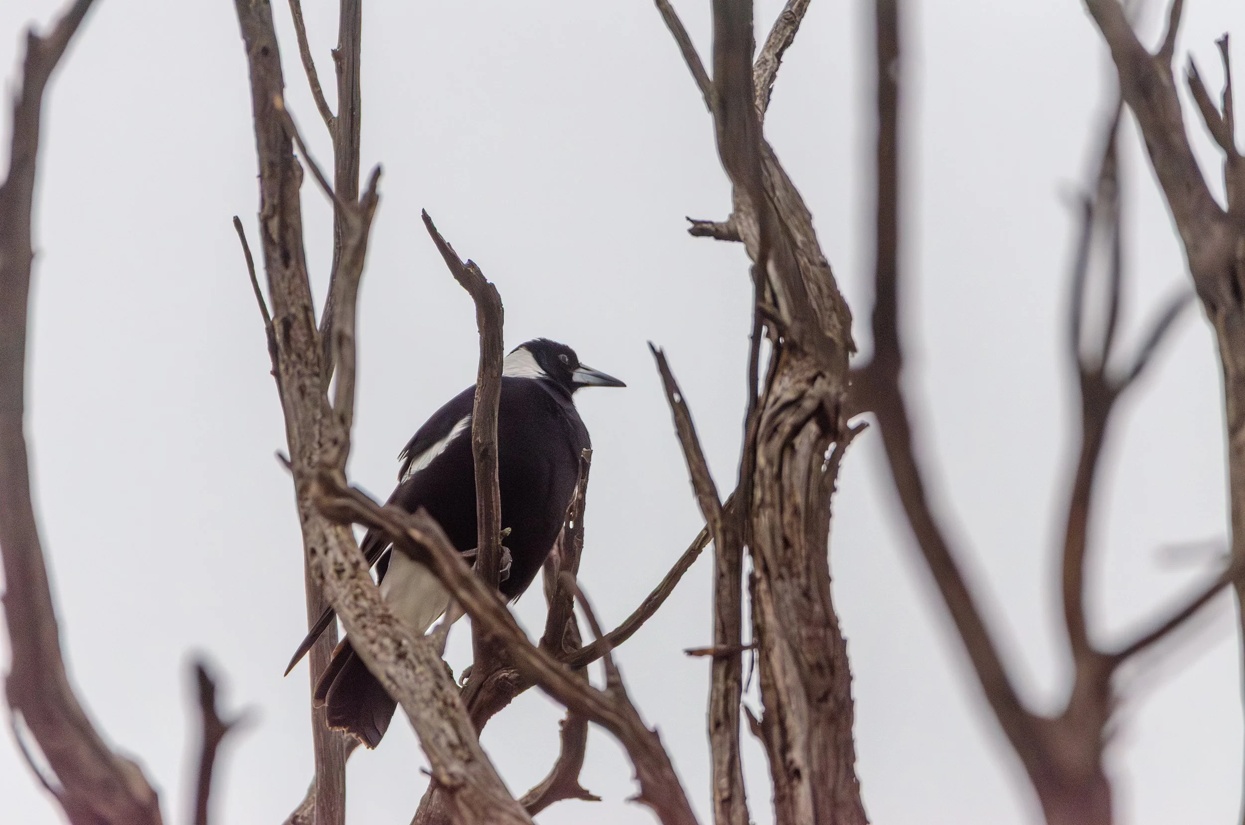 DSC_0135.jpg